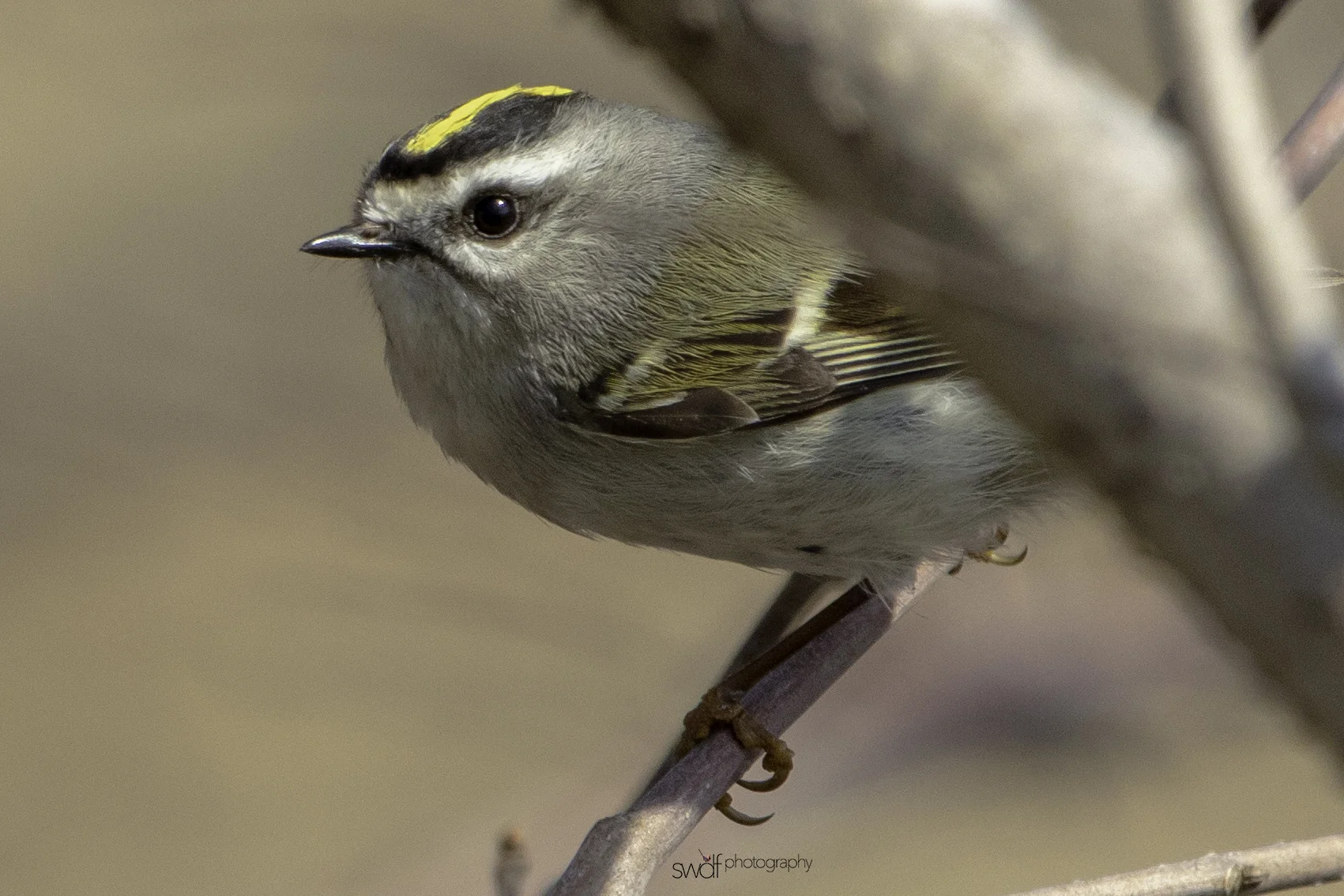 Golden Crowned Kinglet4 - Sheldons Marsh.jpeg