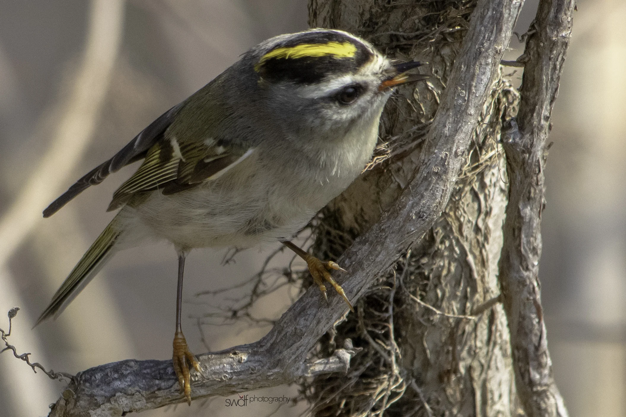 Golden Crowned Kinglet5 - Sheldons Marsh.jpeg