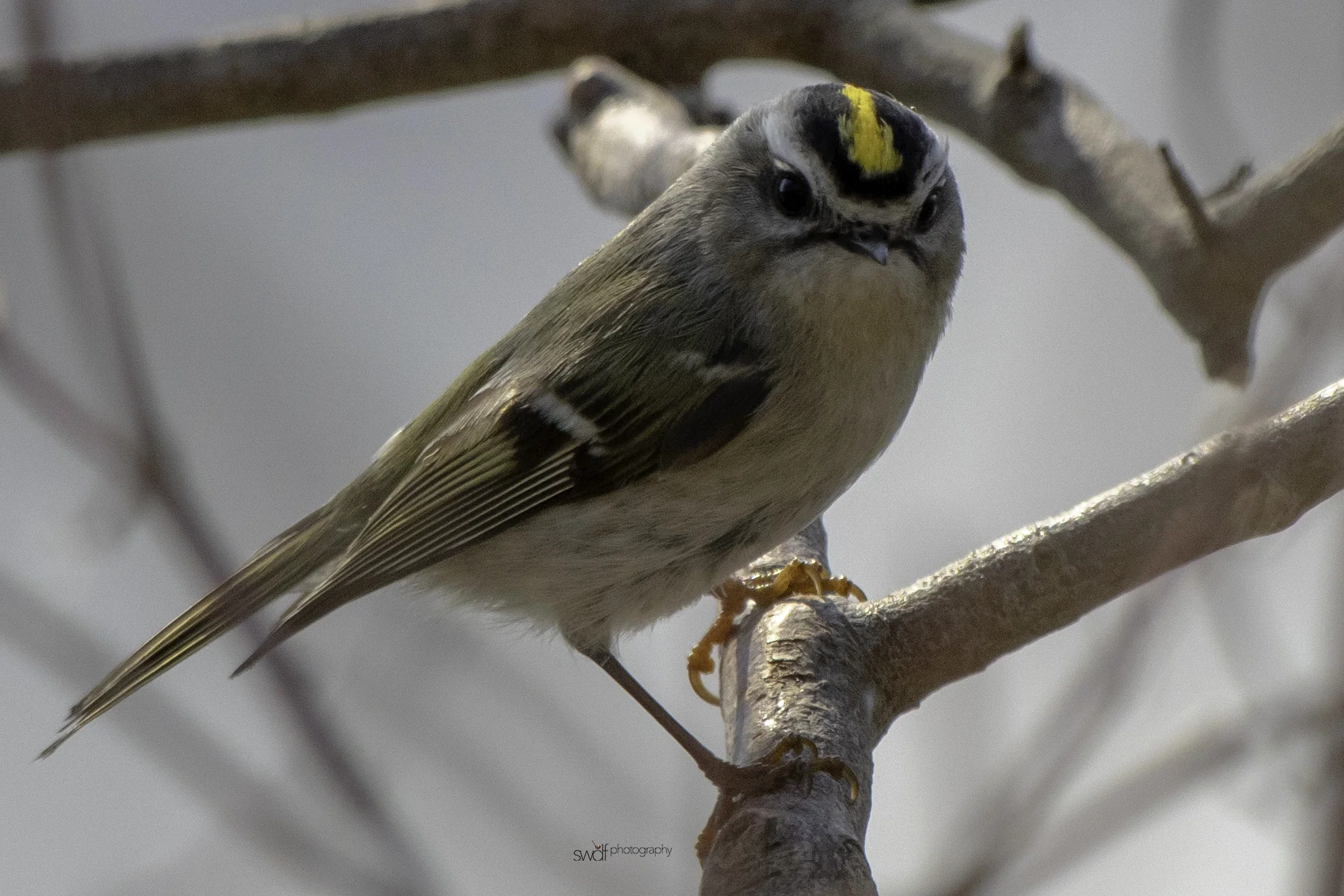 Golden Crowned Kinglet - Sheldons Marsh.jpeg