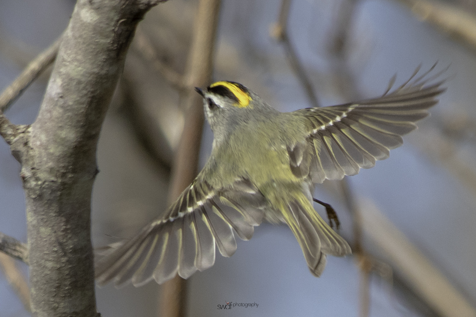 Golden Crowned Kinglet9 - Sheldons Marsh.jpeg