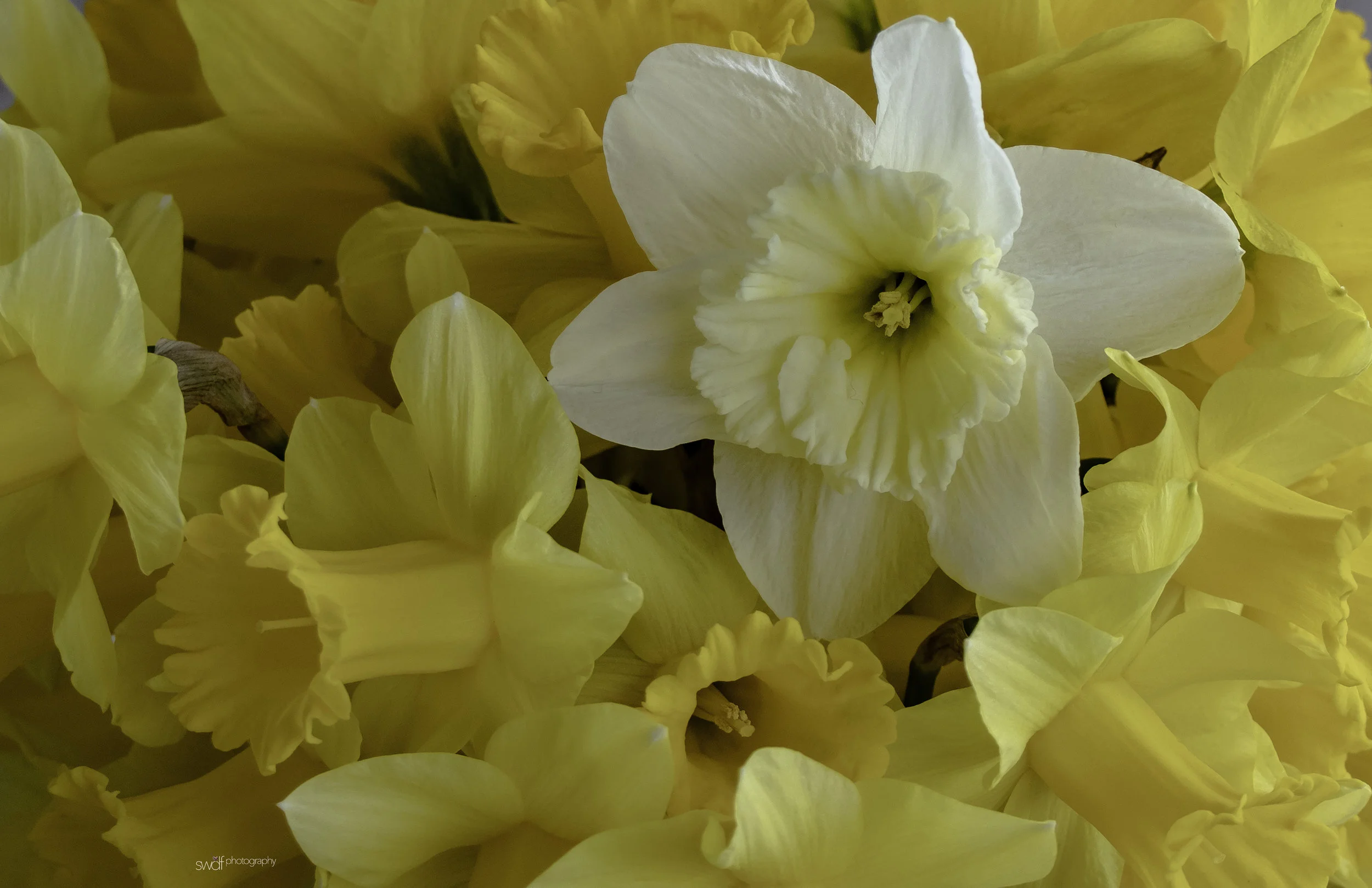 Robs Daffodils3.jpeg