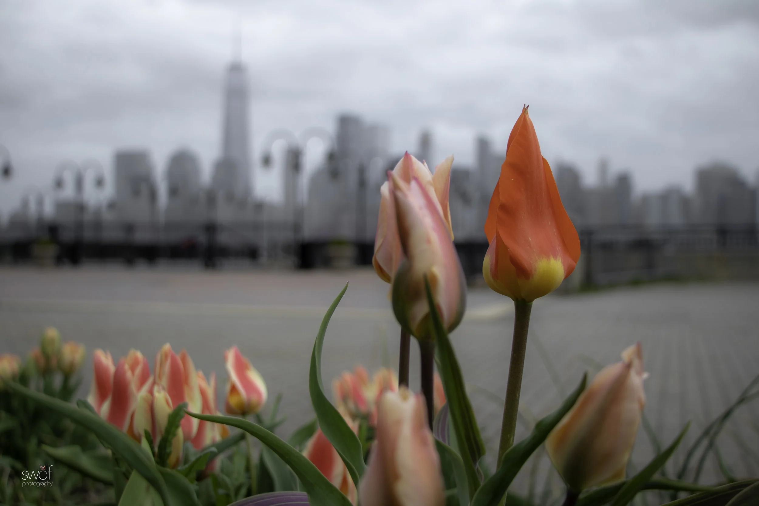 Lower Manhattan Skyline - Tulips.jpeg