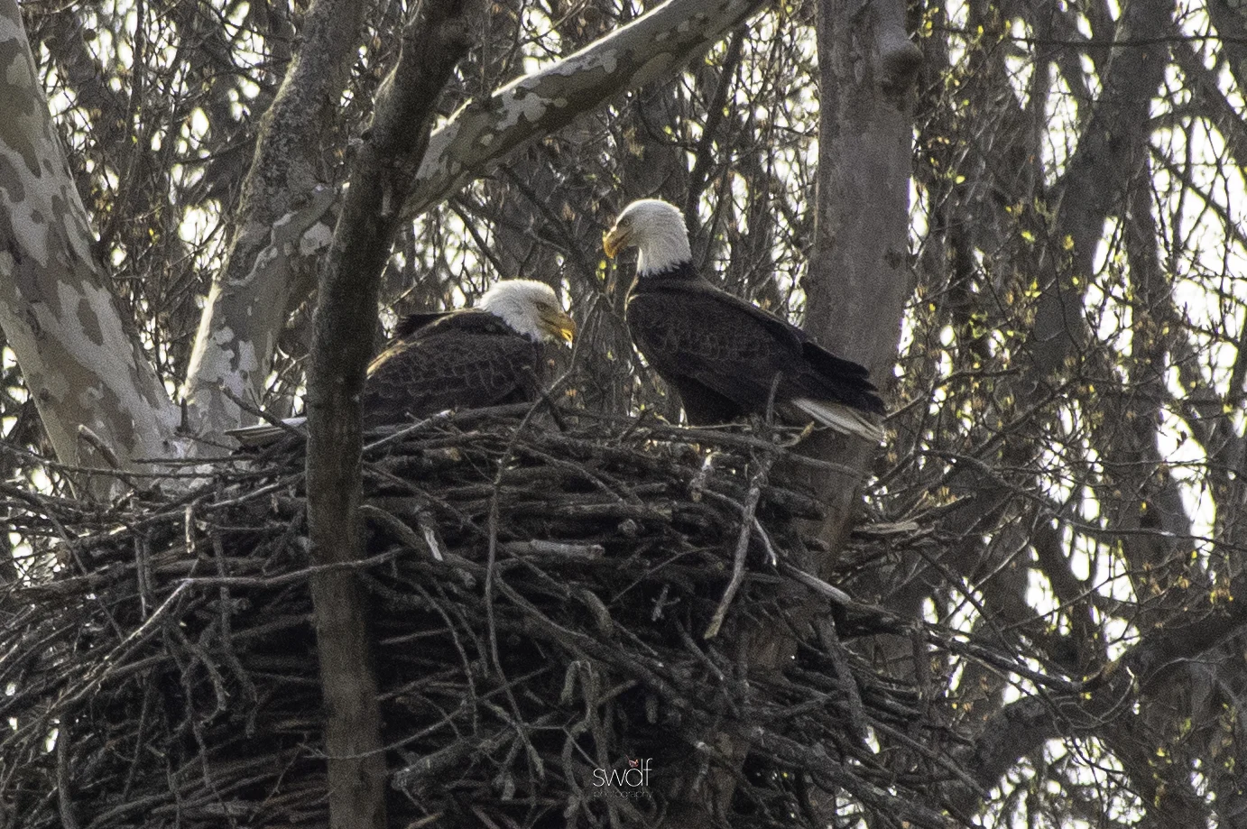 Bald Eagle Pair4 - CVNP.jpeg