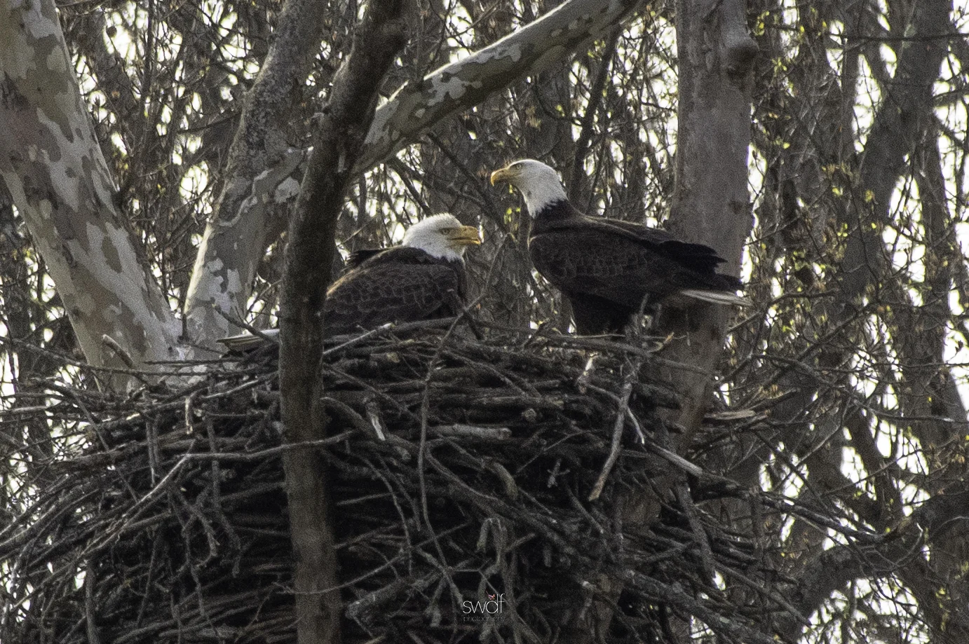 Bald Eagle Pair5 - CVNP.jpeg
