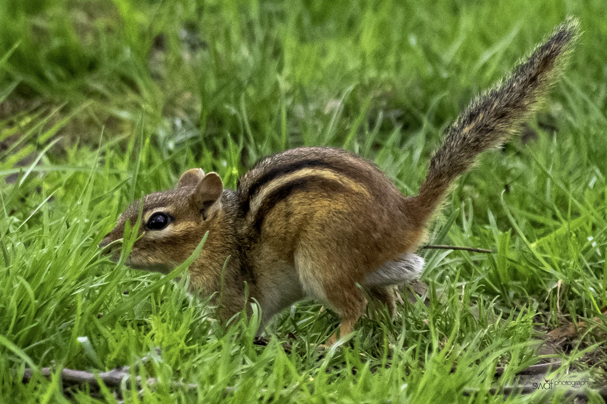 Chipmunk - CMOA.jpeg