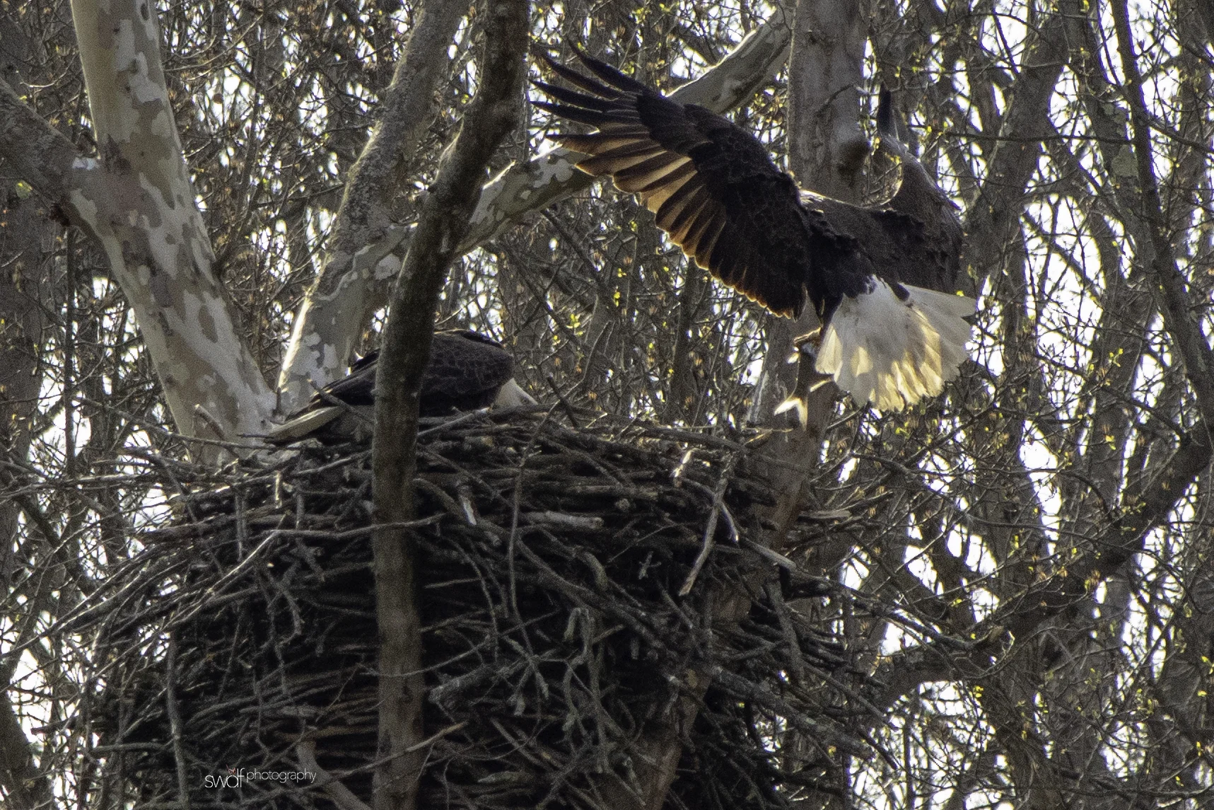 Bald Eagle Pair Dinner - CVNP.jpeg