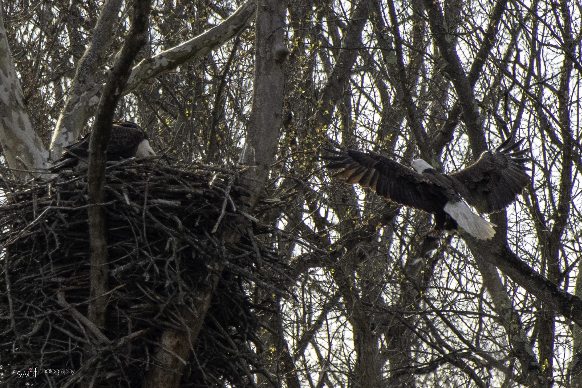 Bald Eagle Pair Dinner3 - CVNP.jpeg