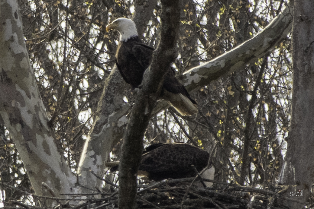 Bald Eagle Pair3 - CVNP.jpeg