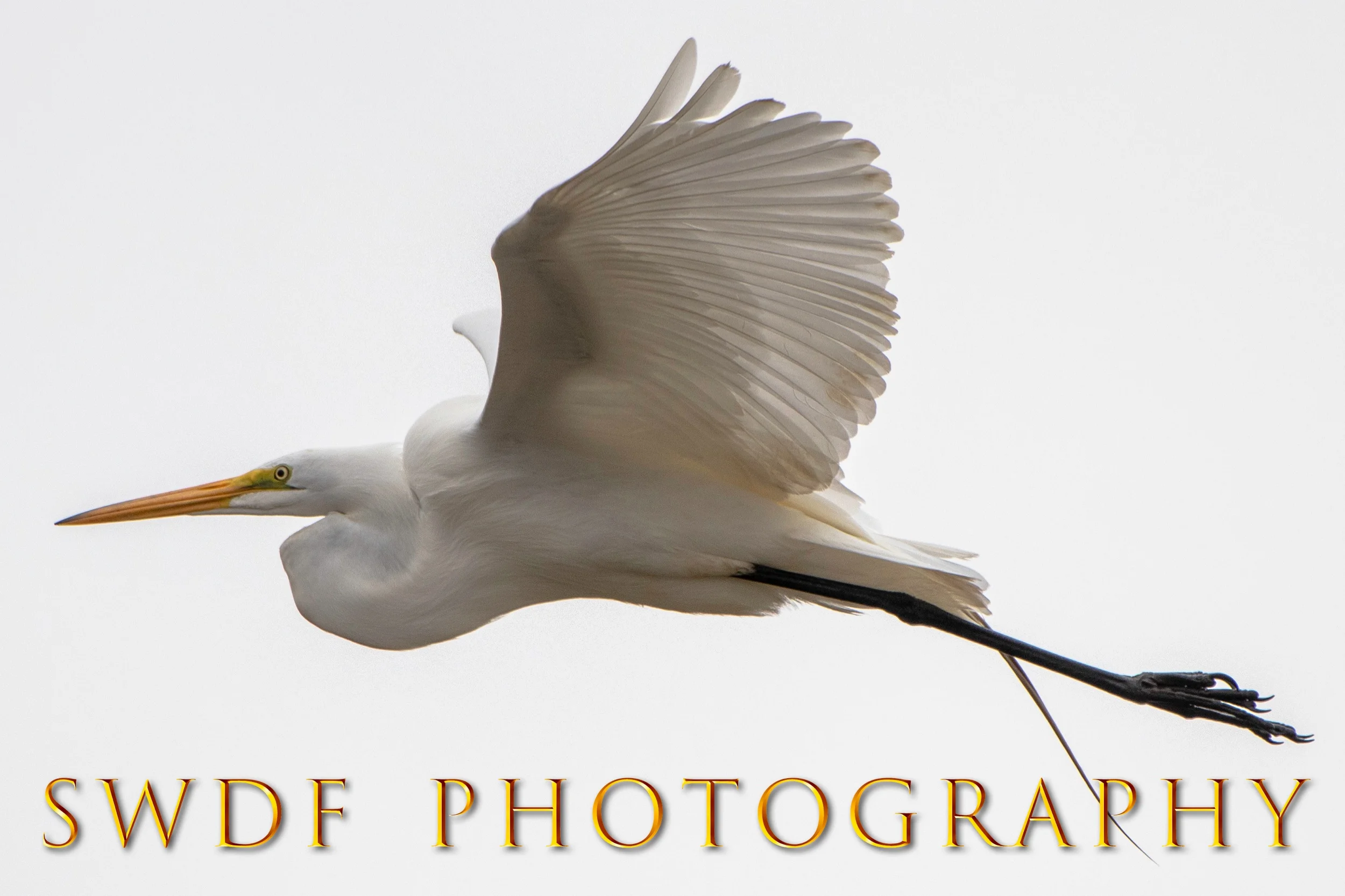 SWDF Photography Egret.jpeg