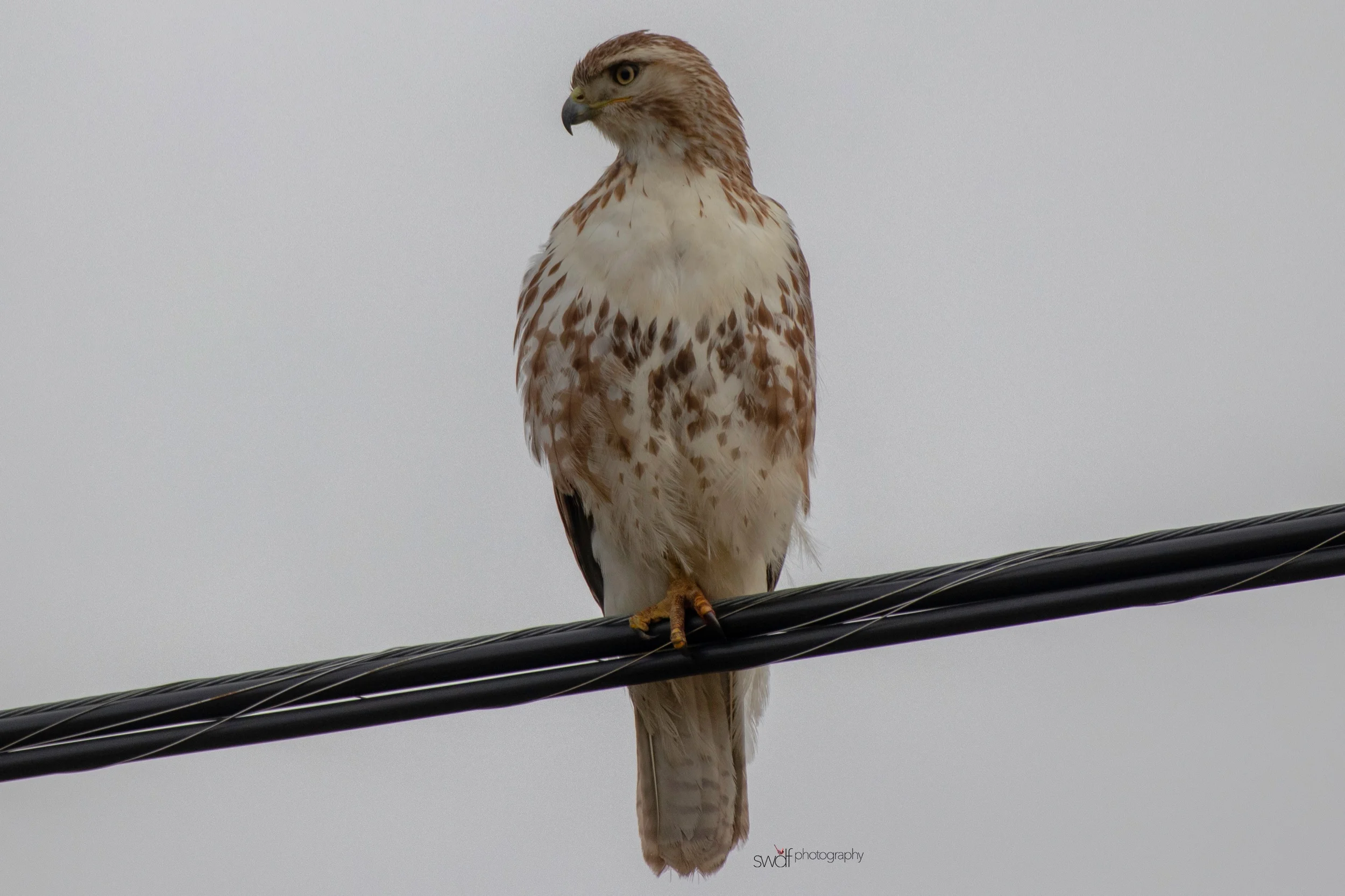 Red Tailed Hawk Powerline2.jpeg