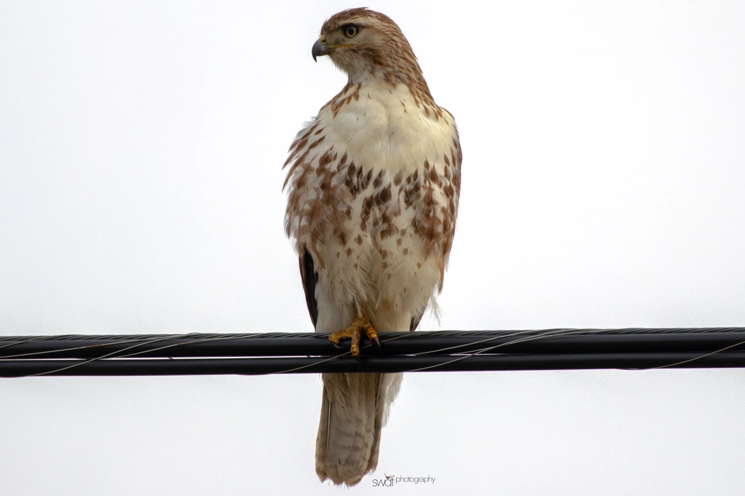 Red Tailed Hawk Powerline.jpeg