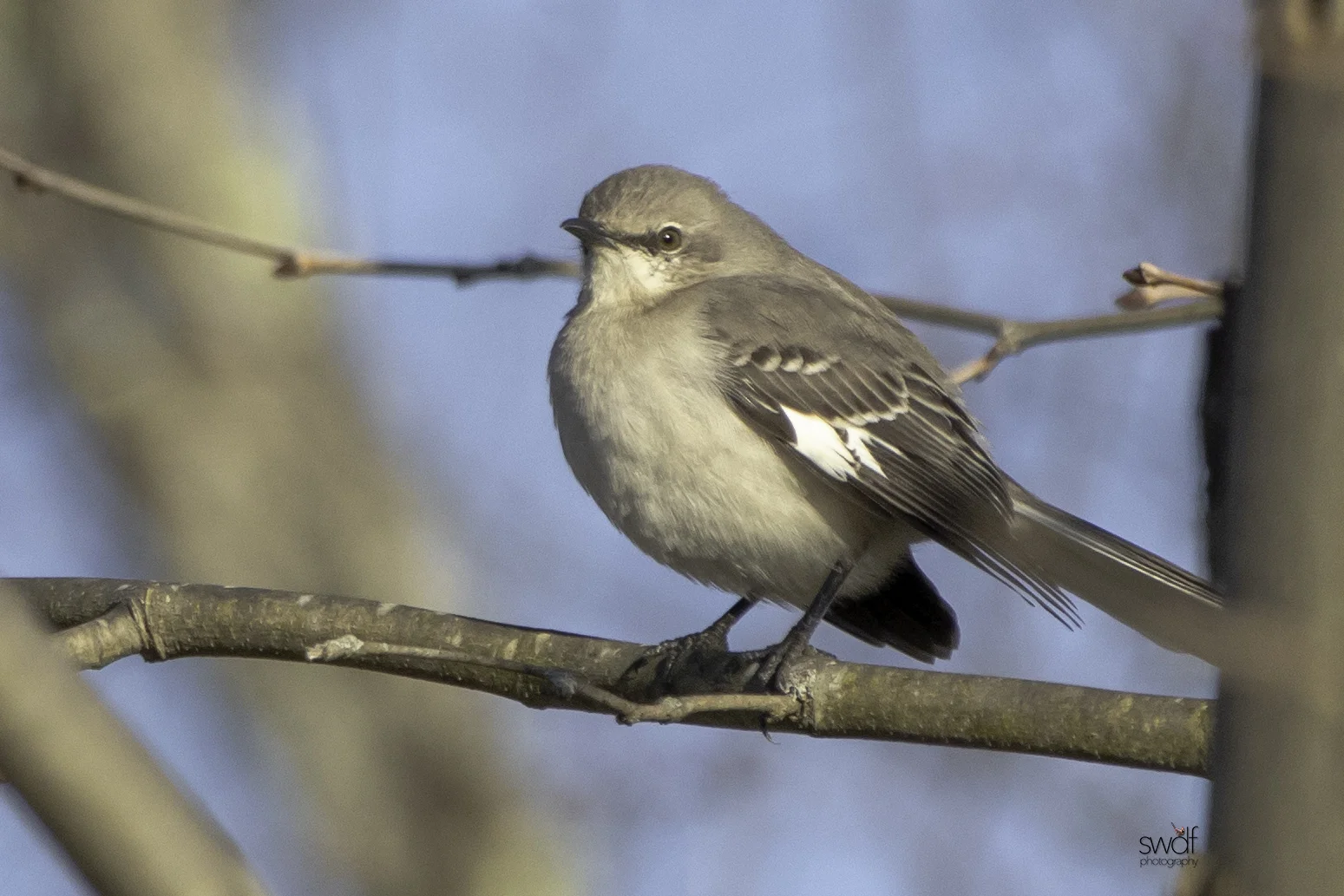 Mockingbird - CVNP.jpeg