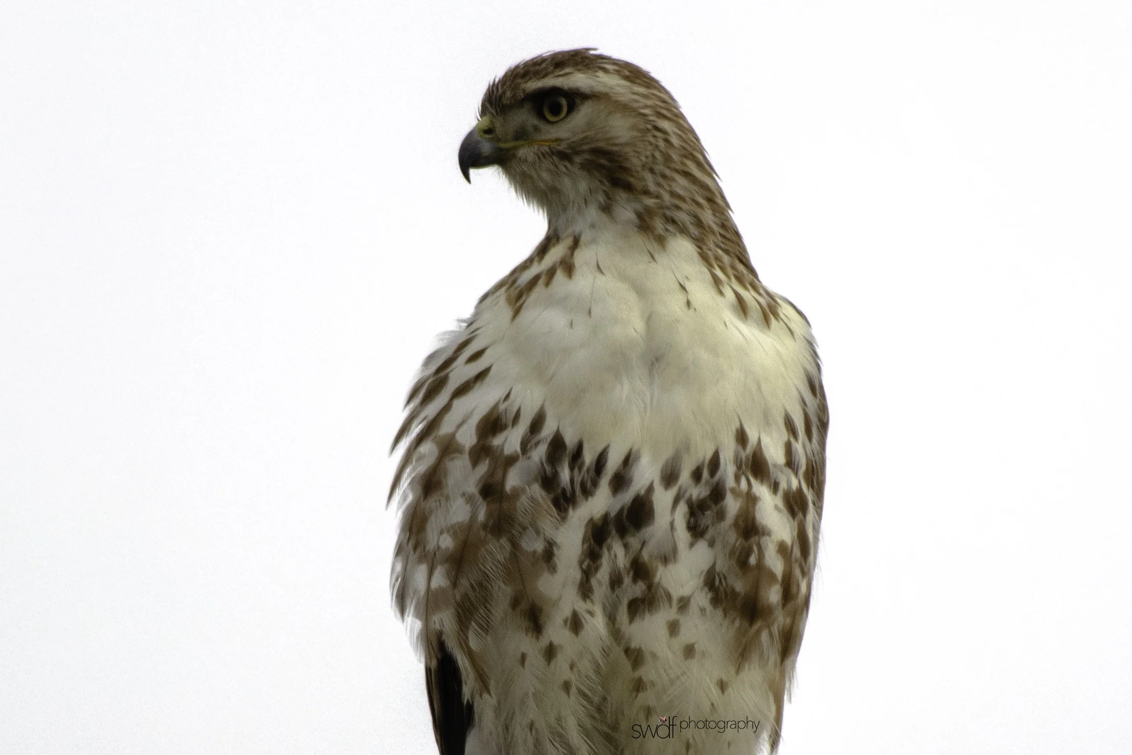 Red Tailed Hawk.jpeg