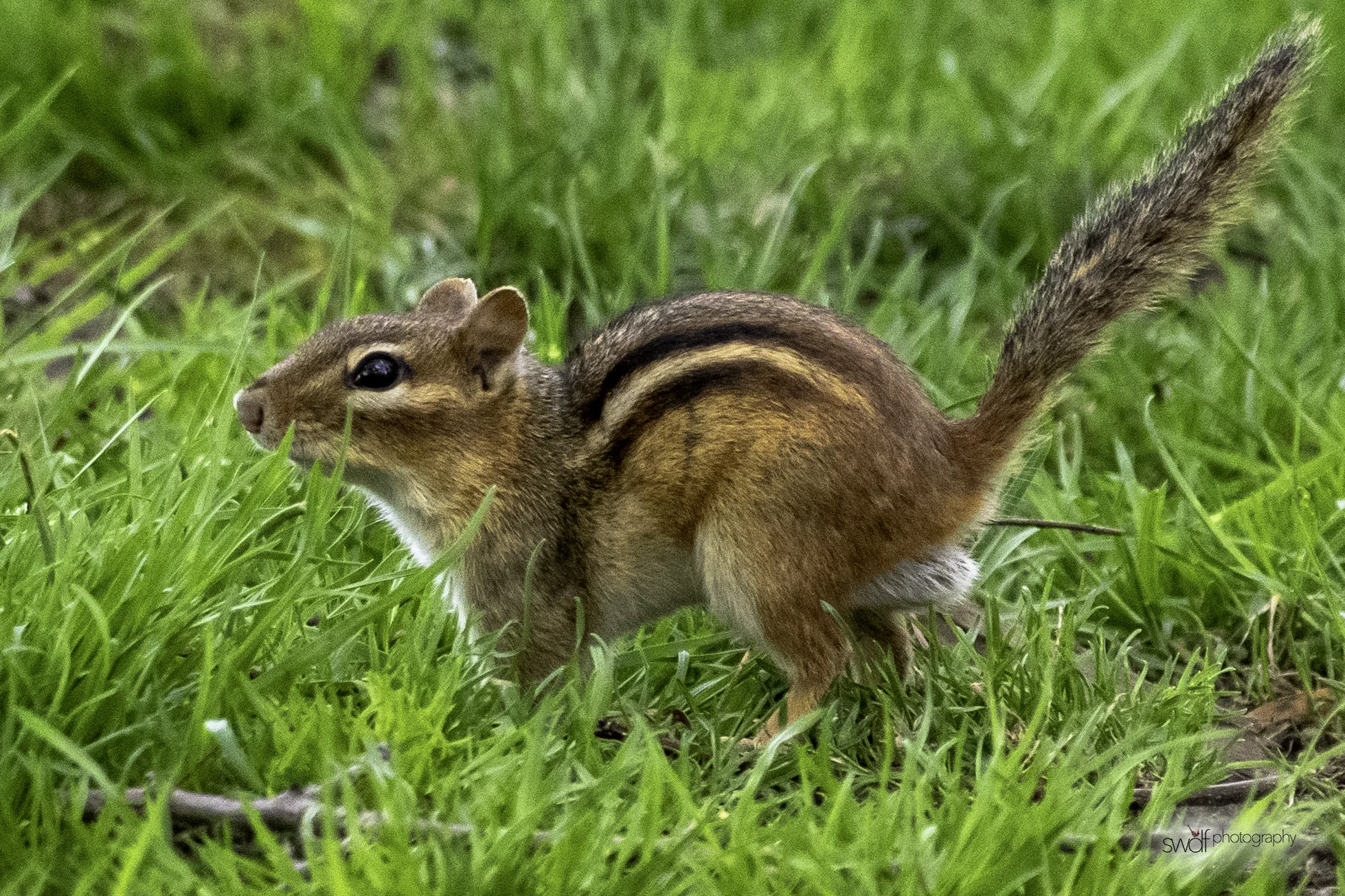 Chipmunk2 - CMOA.jpeg