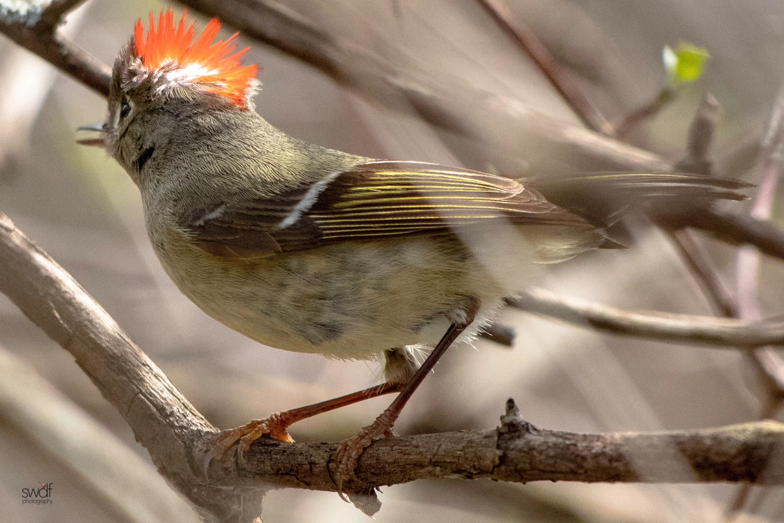 Ruby Crowned Kinglet10 - Magee Marsh.jpeg