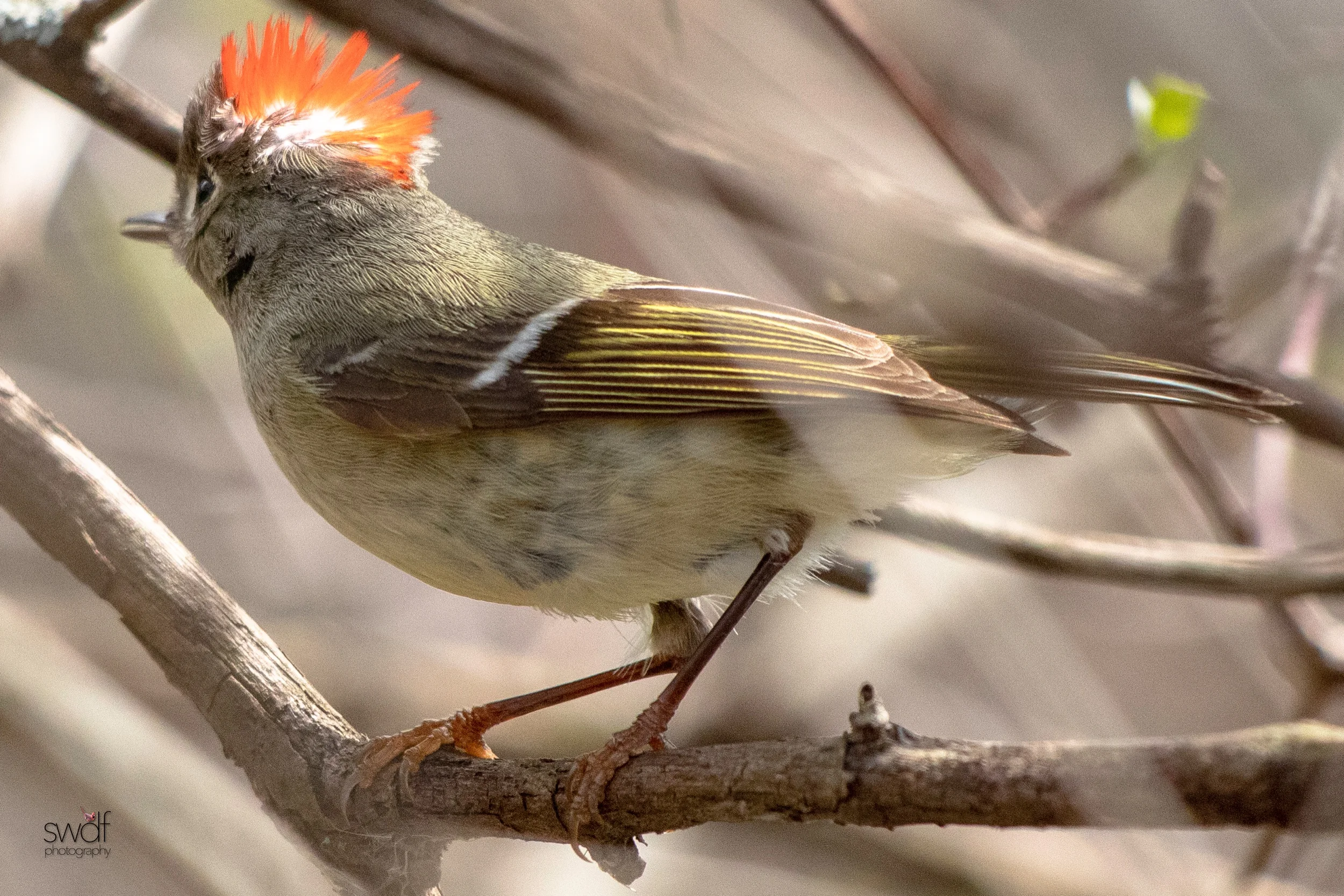Ruby Crowned Kinglet11 - Magee Marsh.jpeg