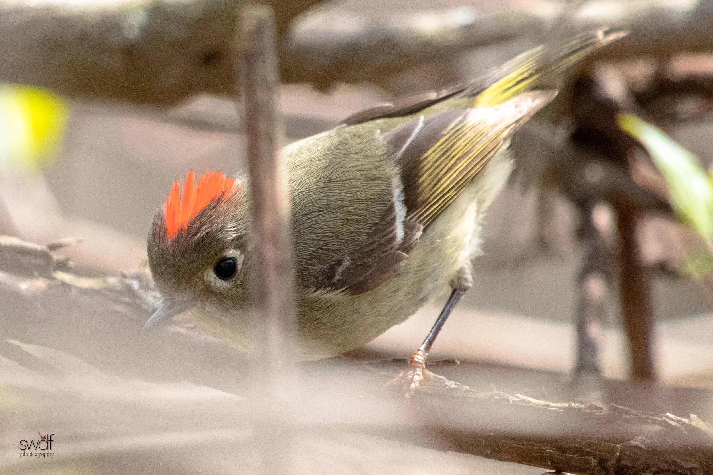 Ruby Crowned Kinglet12 - Magee Marsh.jpeg