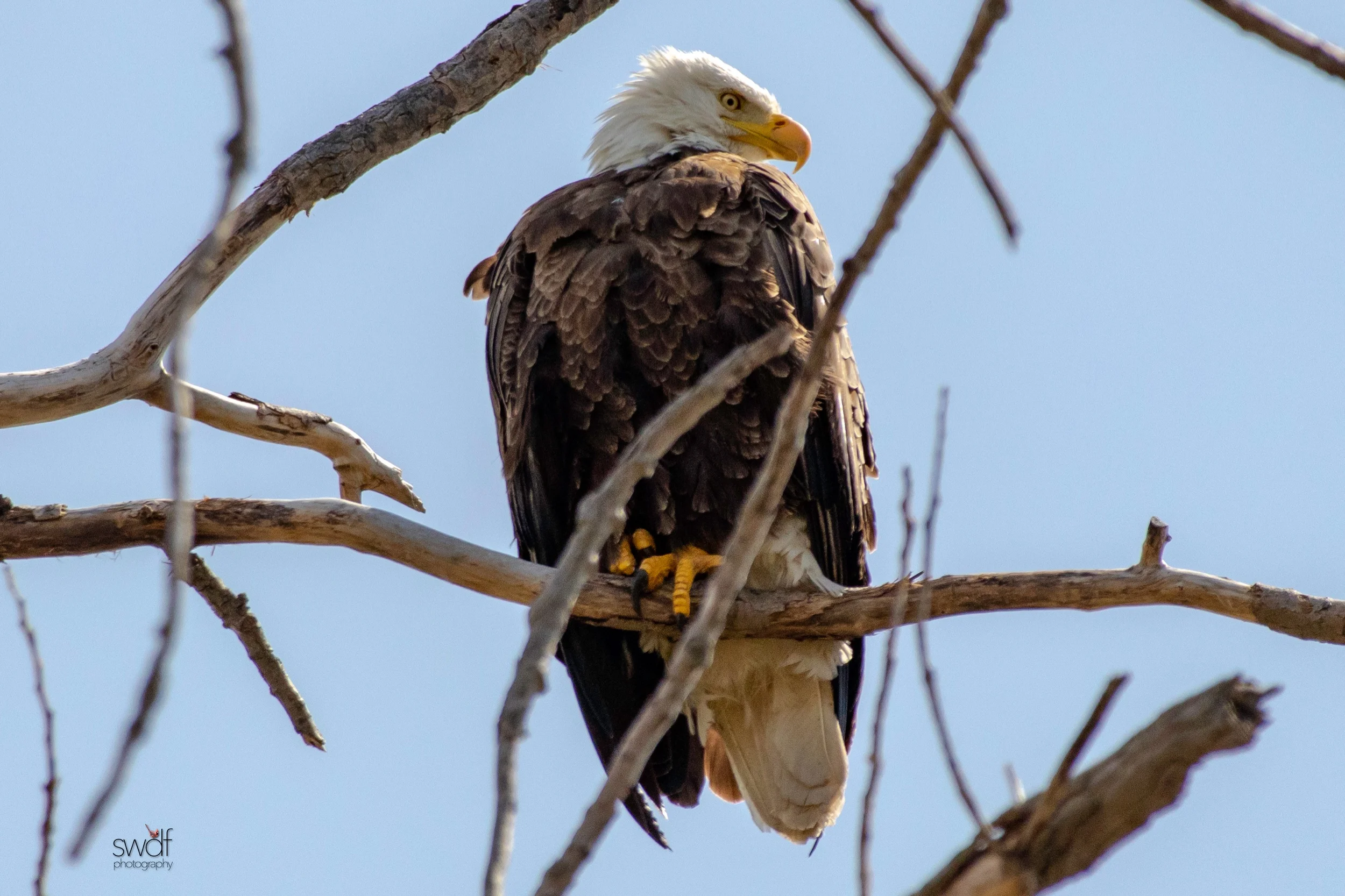 Bald Eagle - Magee Marsh.jpeg