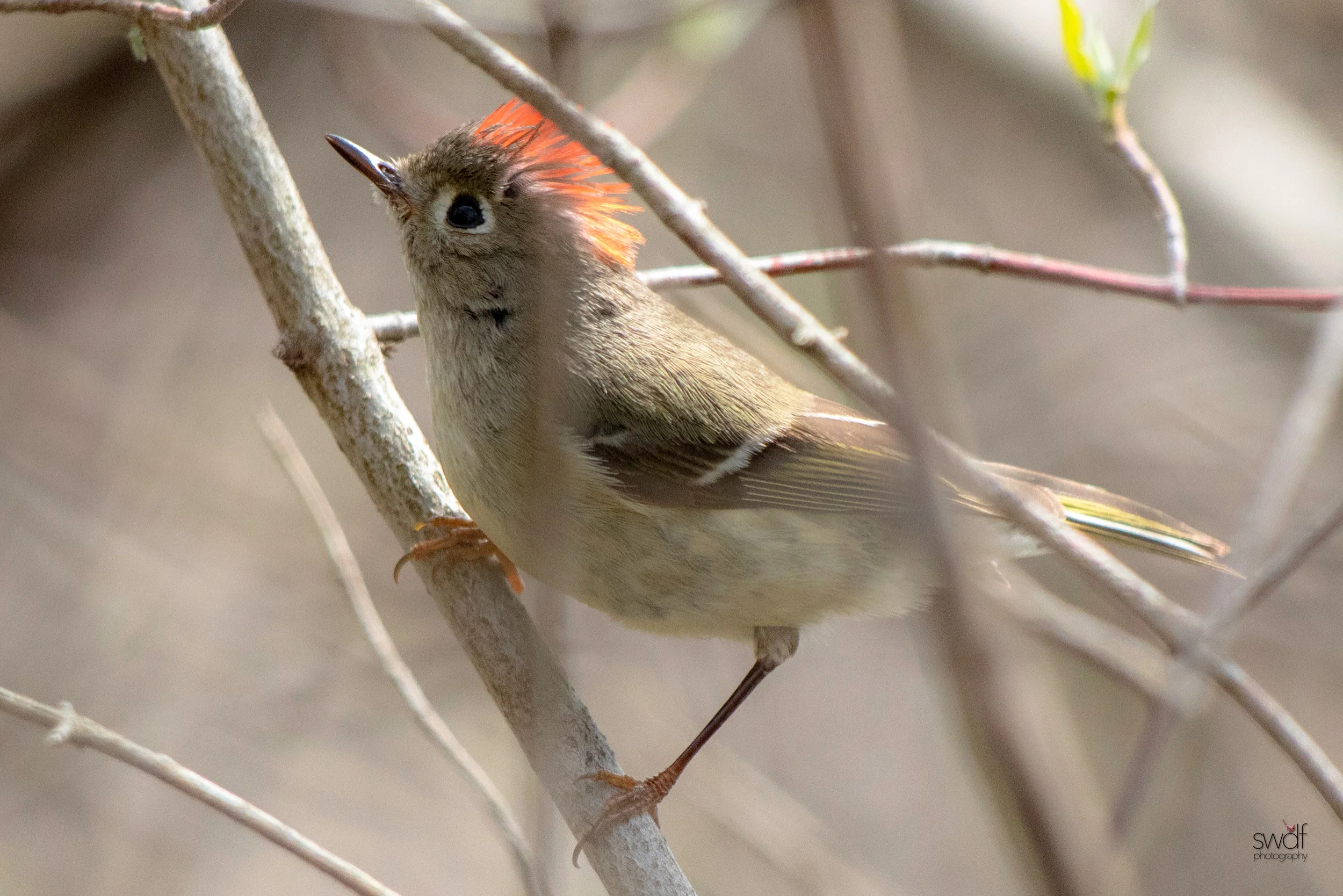 Ruby Crowned Kinglet2 - Magee Marsh.jpeg