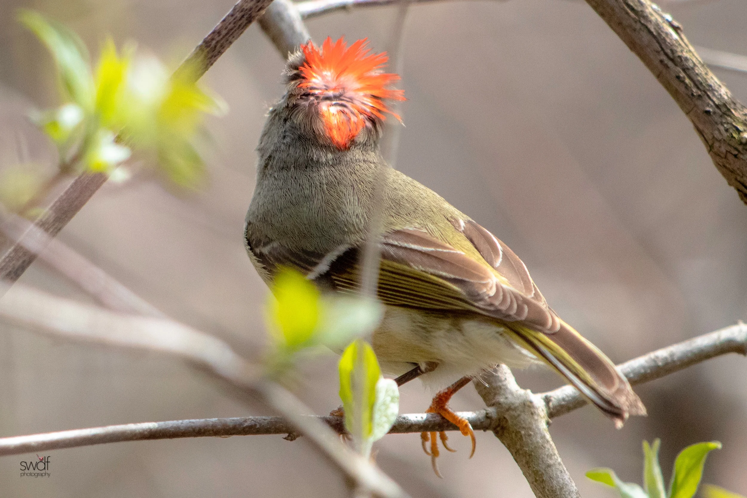 Ruby Crowned Kinglet3 - Magee Marsh.jpeg
