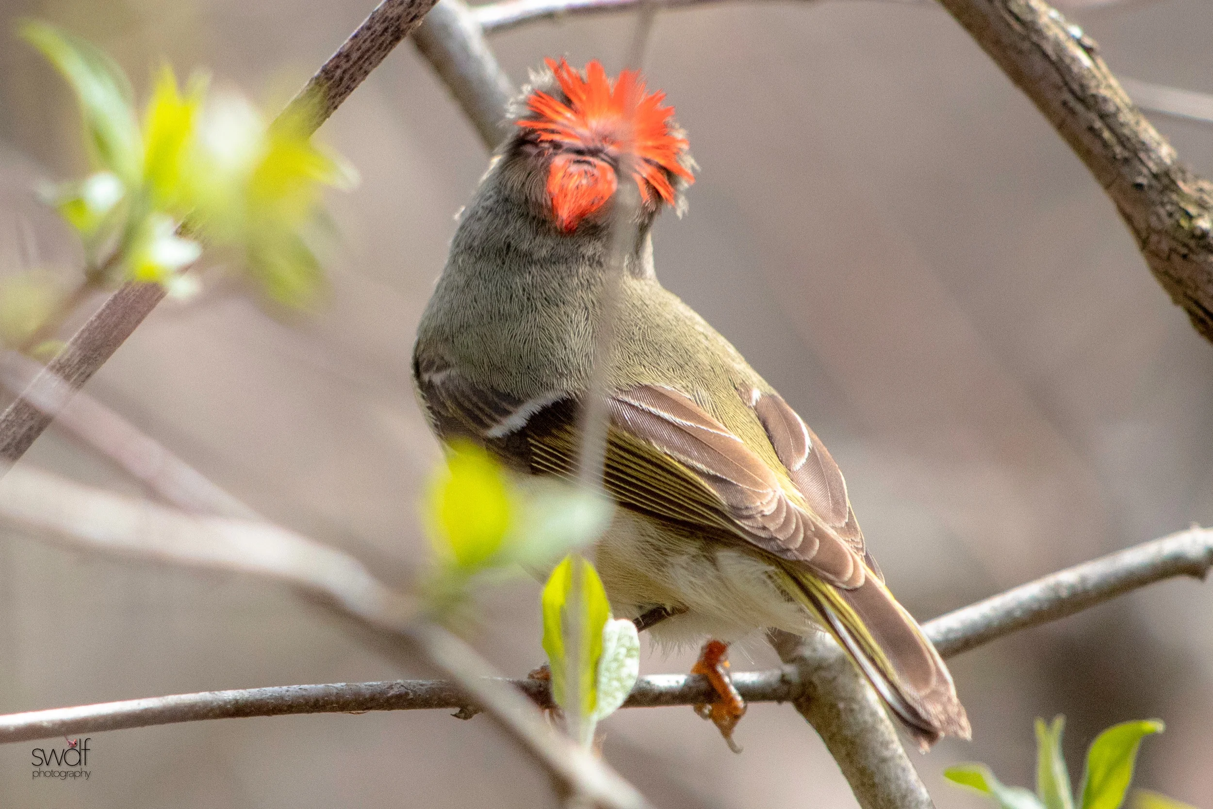 Ruby Crowned Kinglet4 - Magee Marsh.jpeg