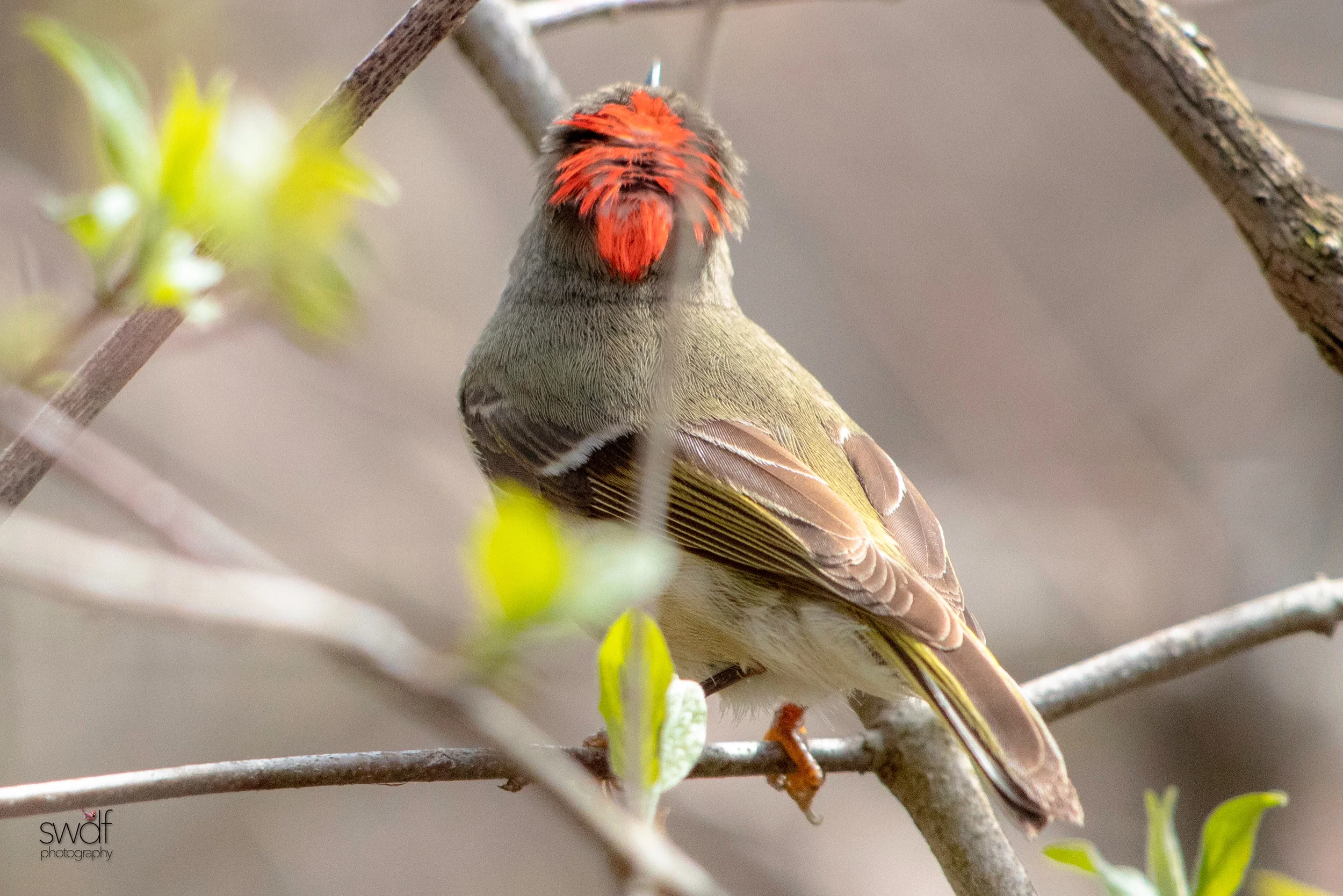 Ruby Crowned Kinglet5 - Magee Marsh.jpeg