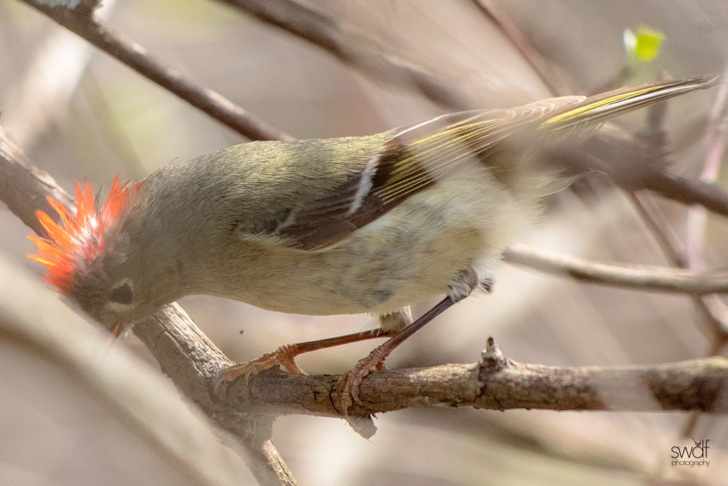 Ruby Crowned Kinglet6 - Magee Marsh.jpeg