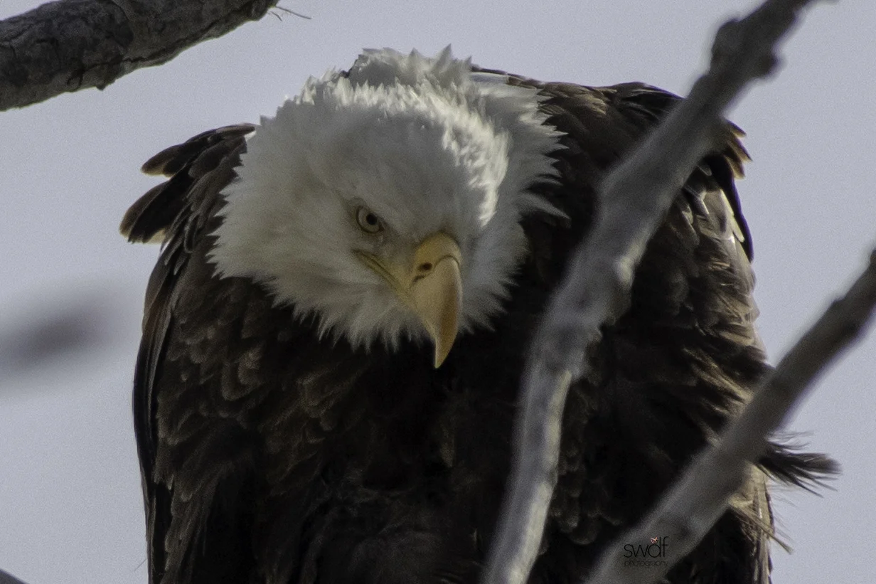 Bald Eagle10 - Magee Marsh.jpeg