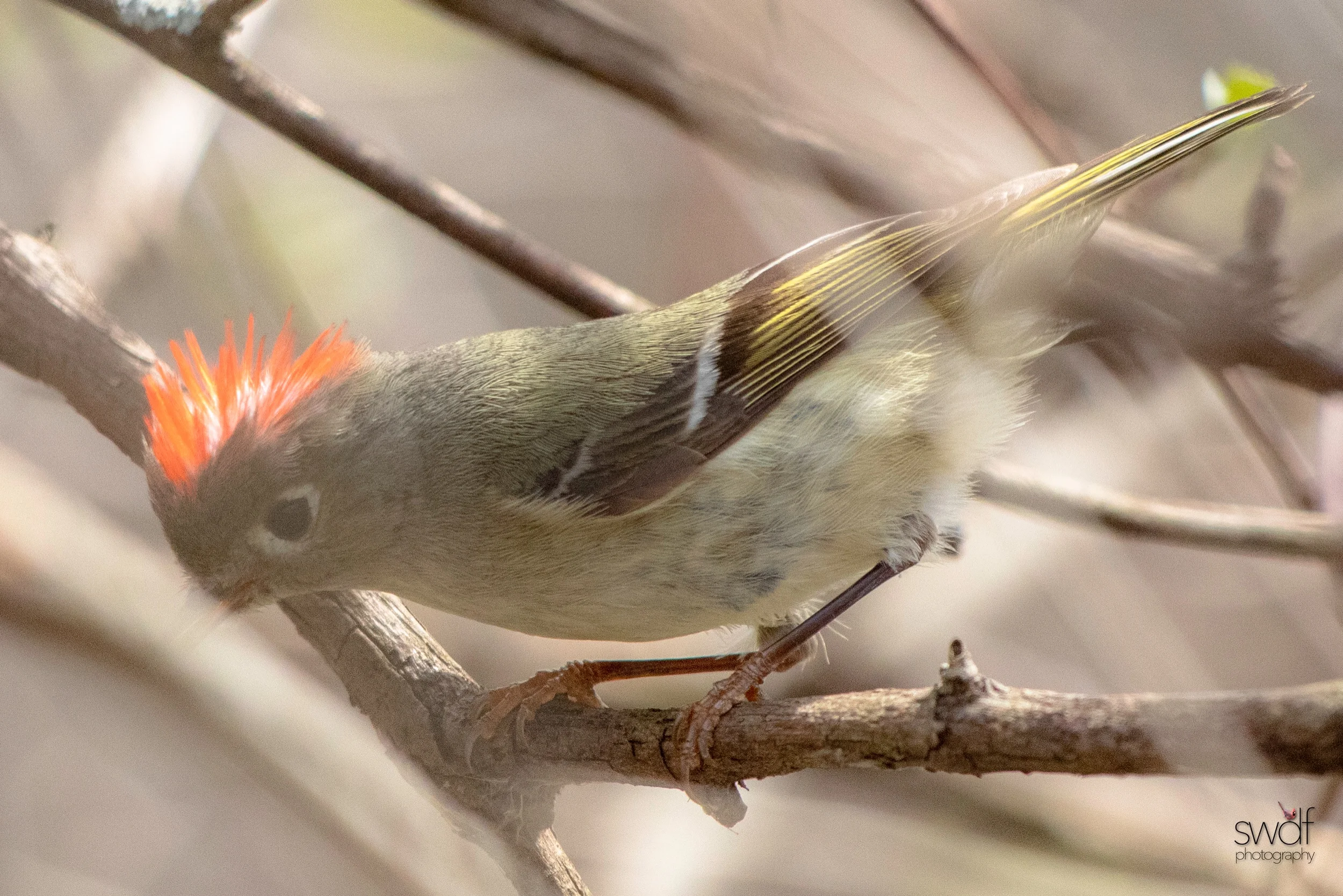 Ruby Crowned Kinglet7 - Magee Marsh.jpeg