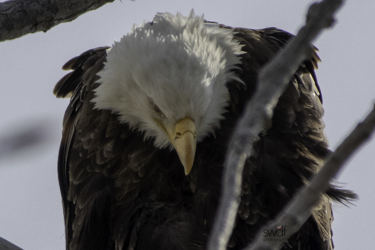 Bald Eagle11 - Magee Marsh.jpeg
