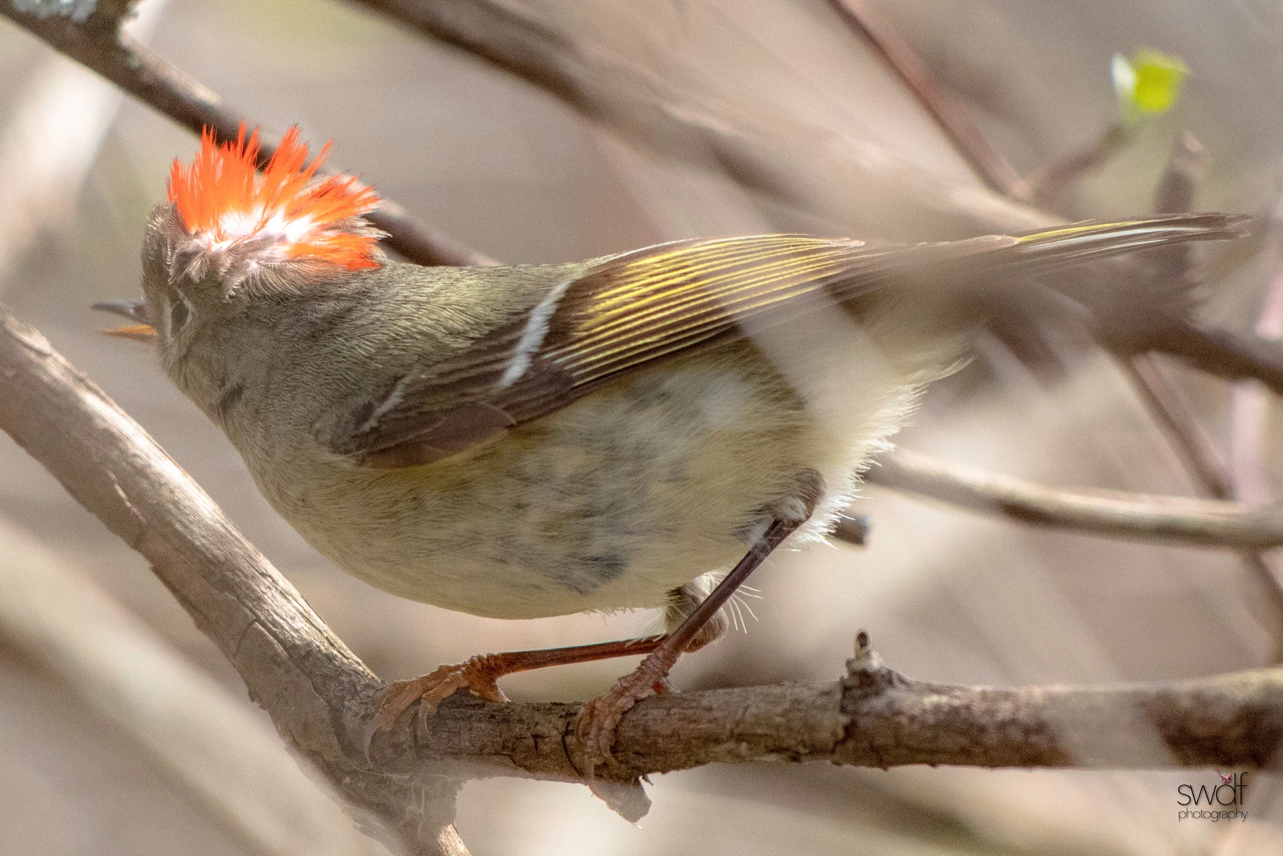 Ruby Crowned Kinglet8 - Magee Marsh.jpeg