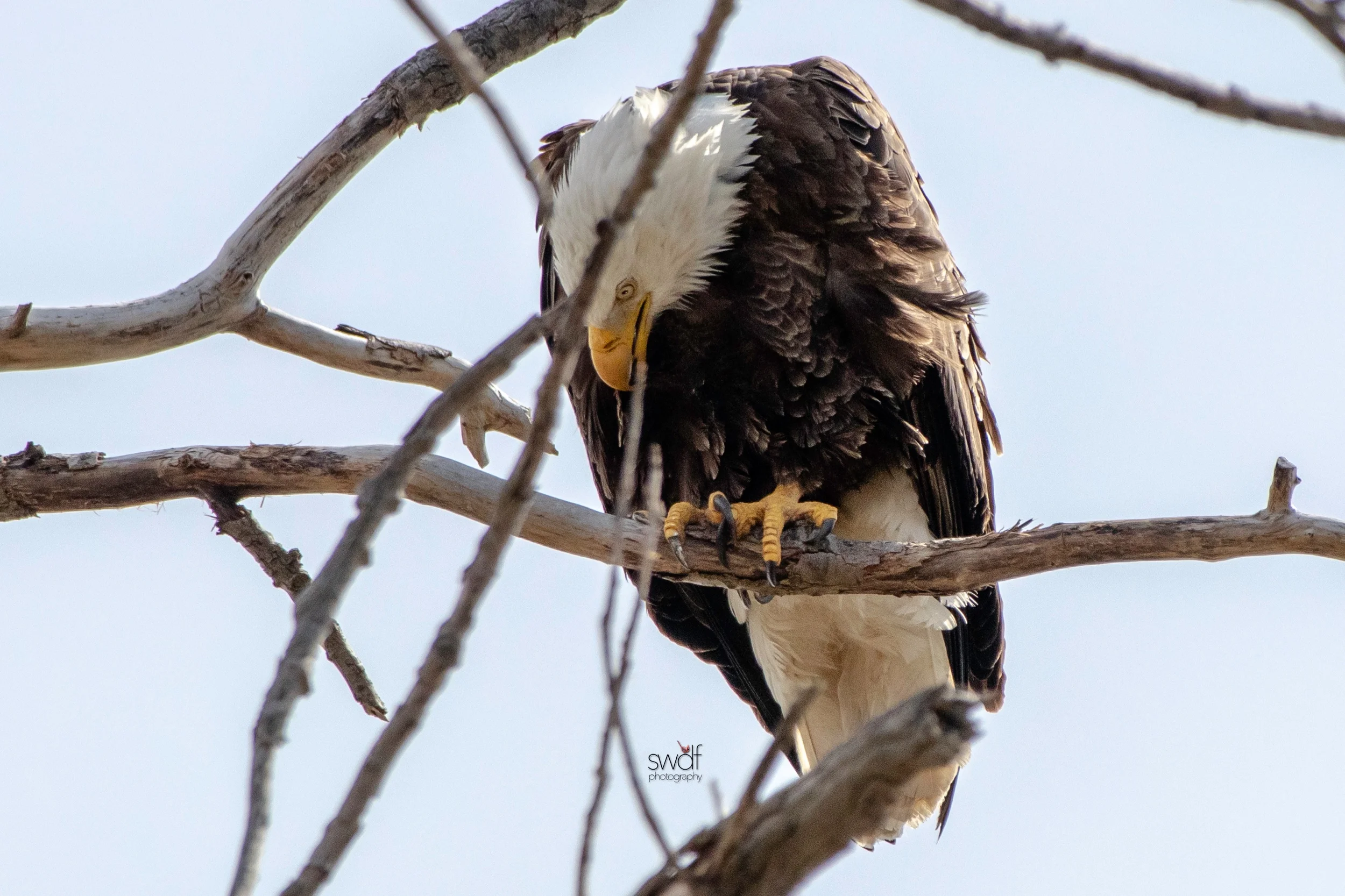 Bald Eagle12 - Magee Marsh.jpeg