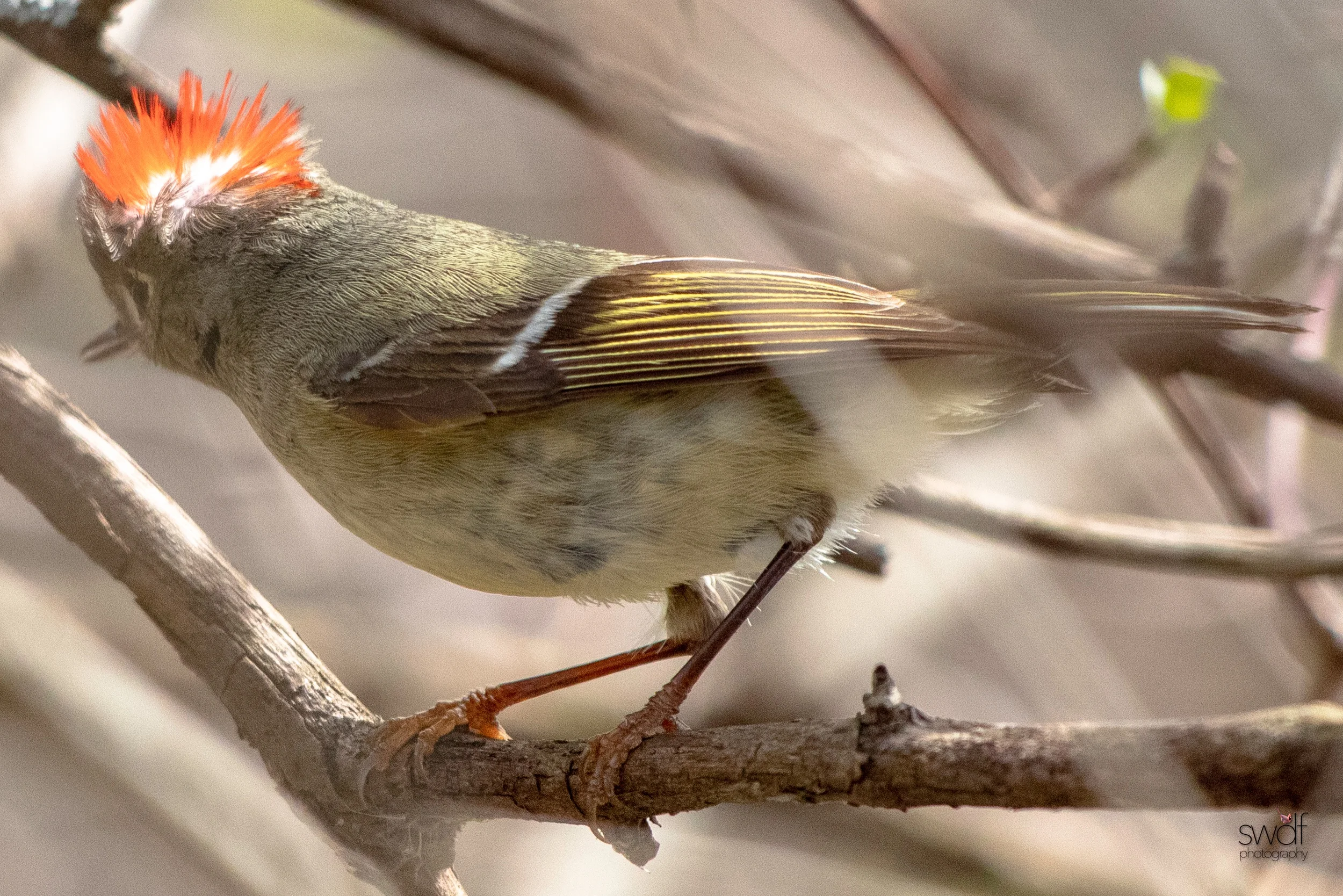 Ruby Crowned Kinglet9 - Magee Marsh.jpeg