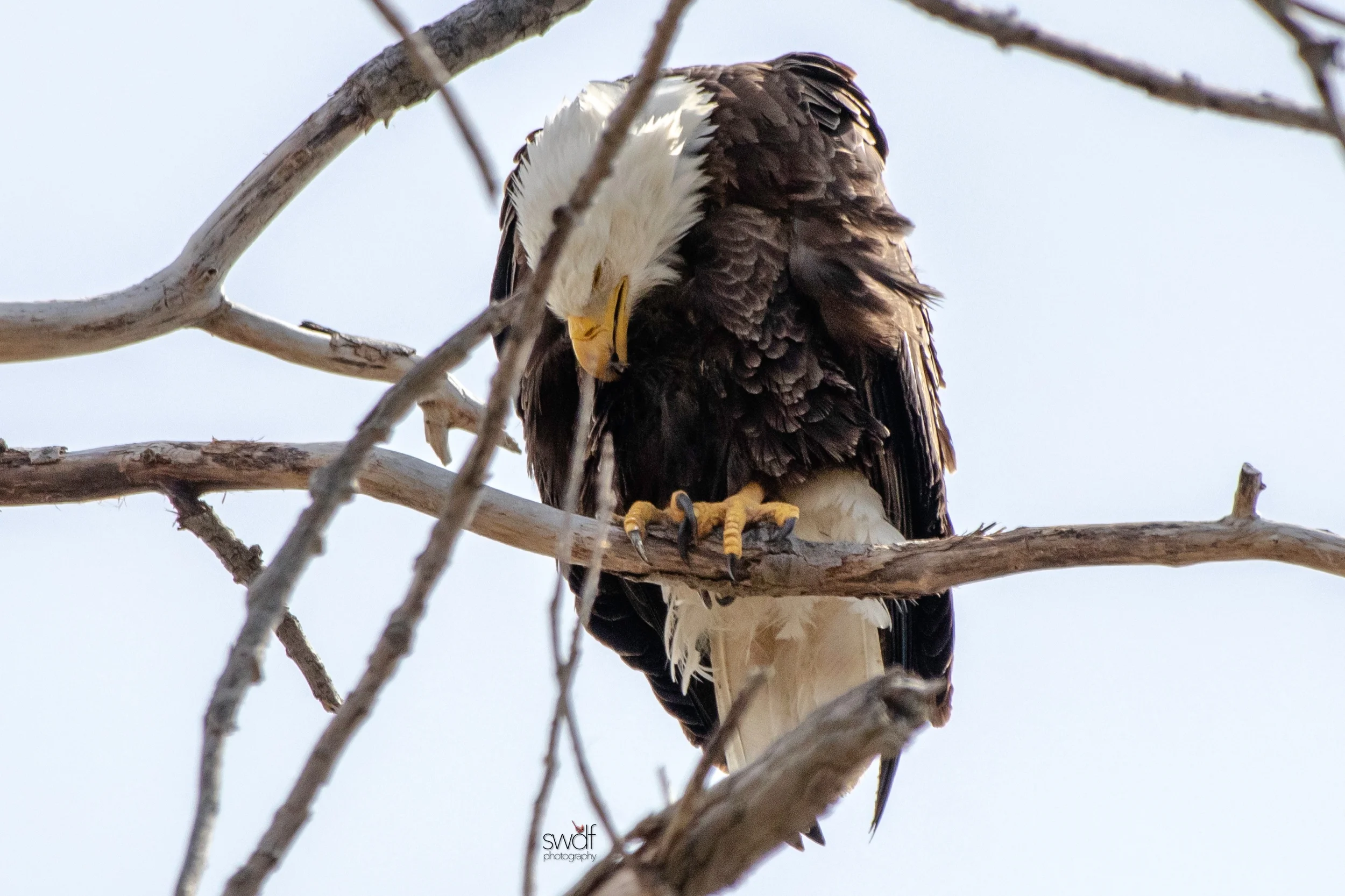 Bald Eagle13 - Magee Marsh.jpeg