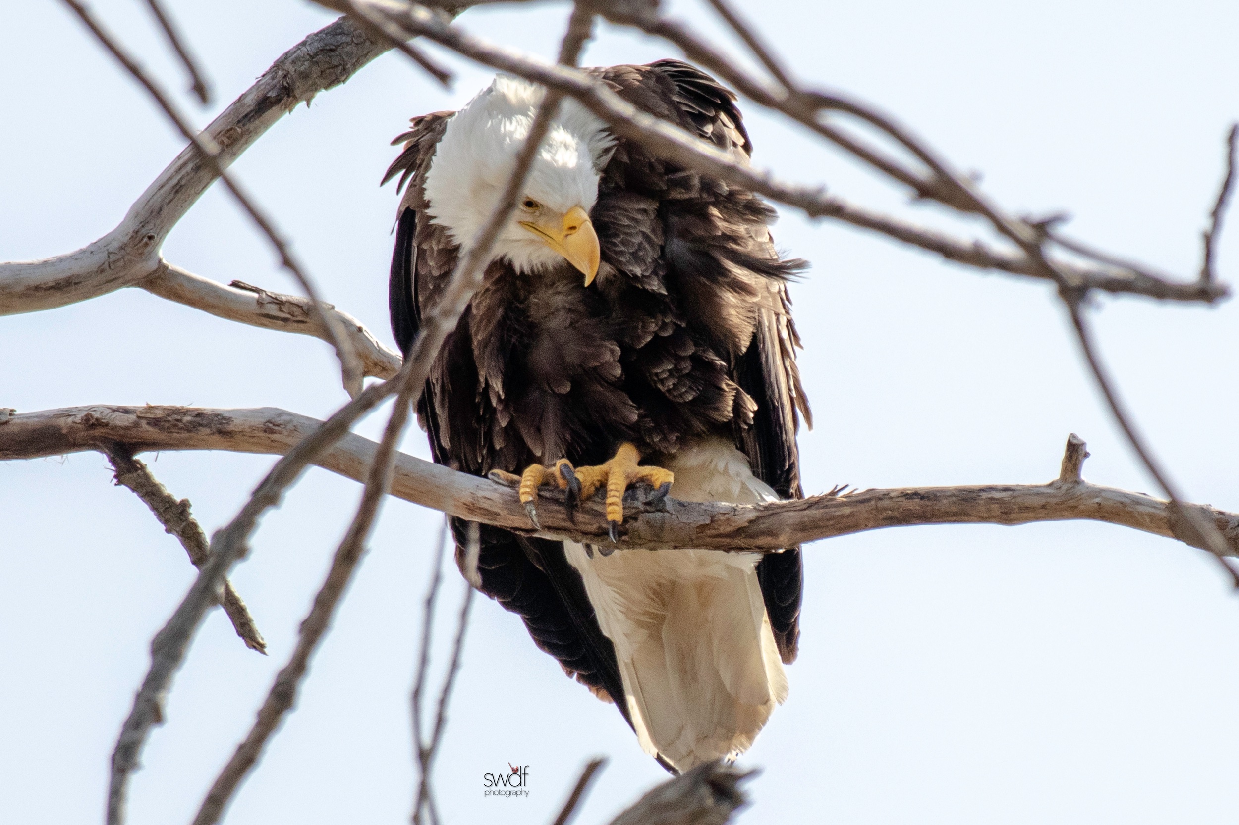 Bald Eagle14 - Magee Marsh.jpeg