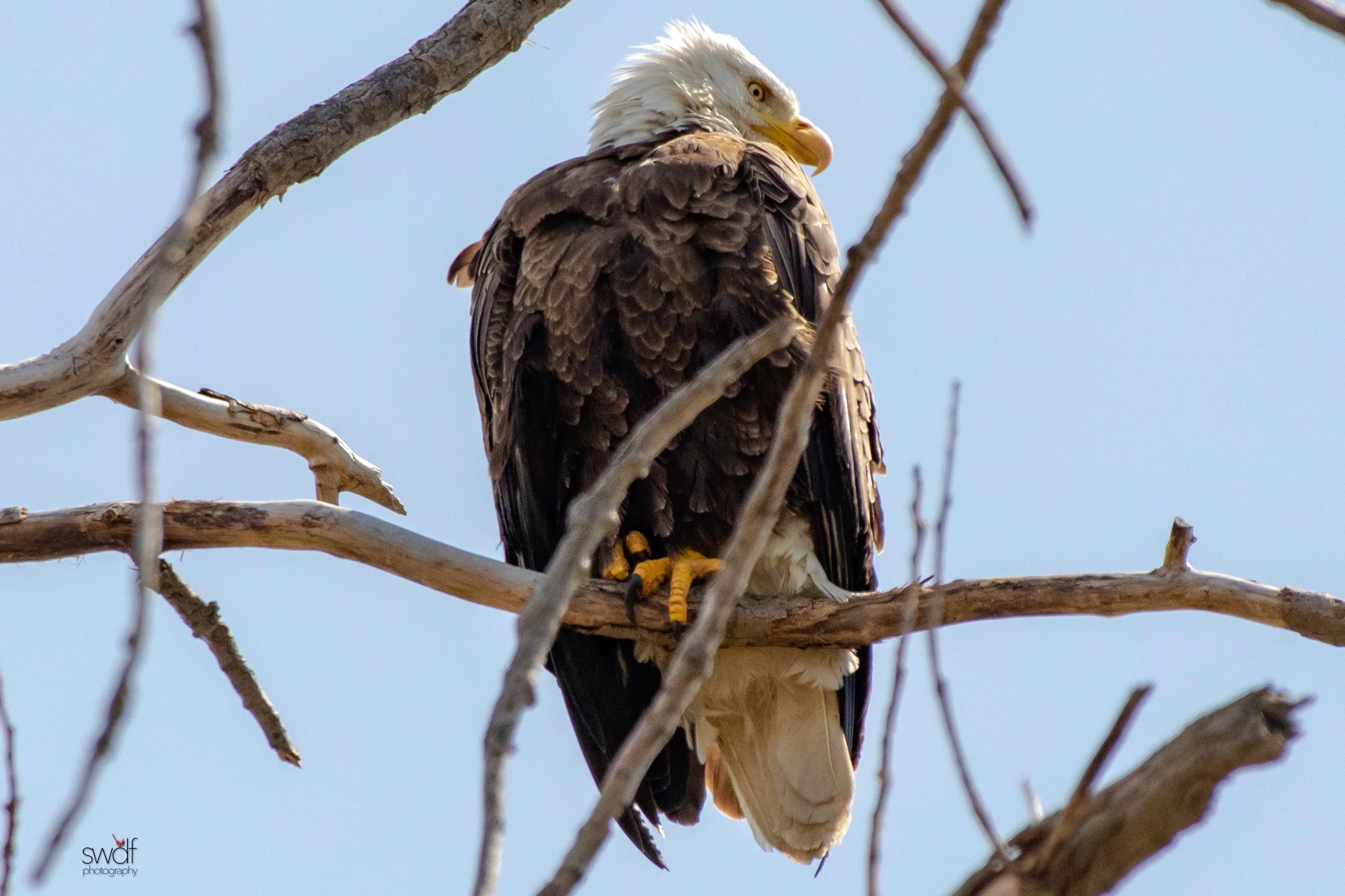Bald Eagle2 - Magee Marsh.jpeg