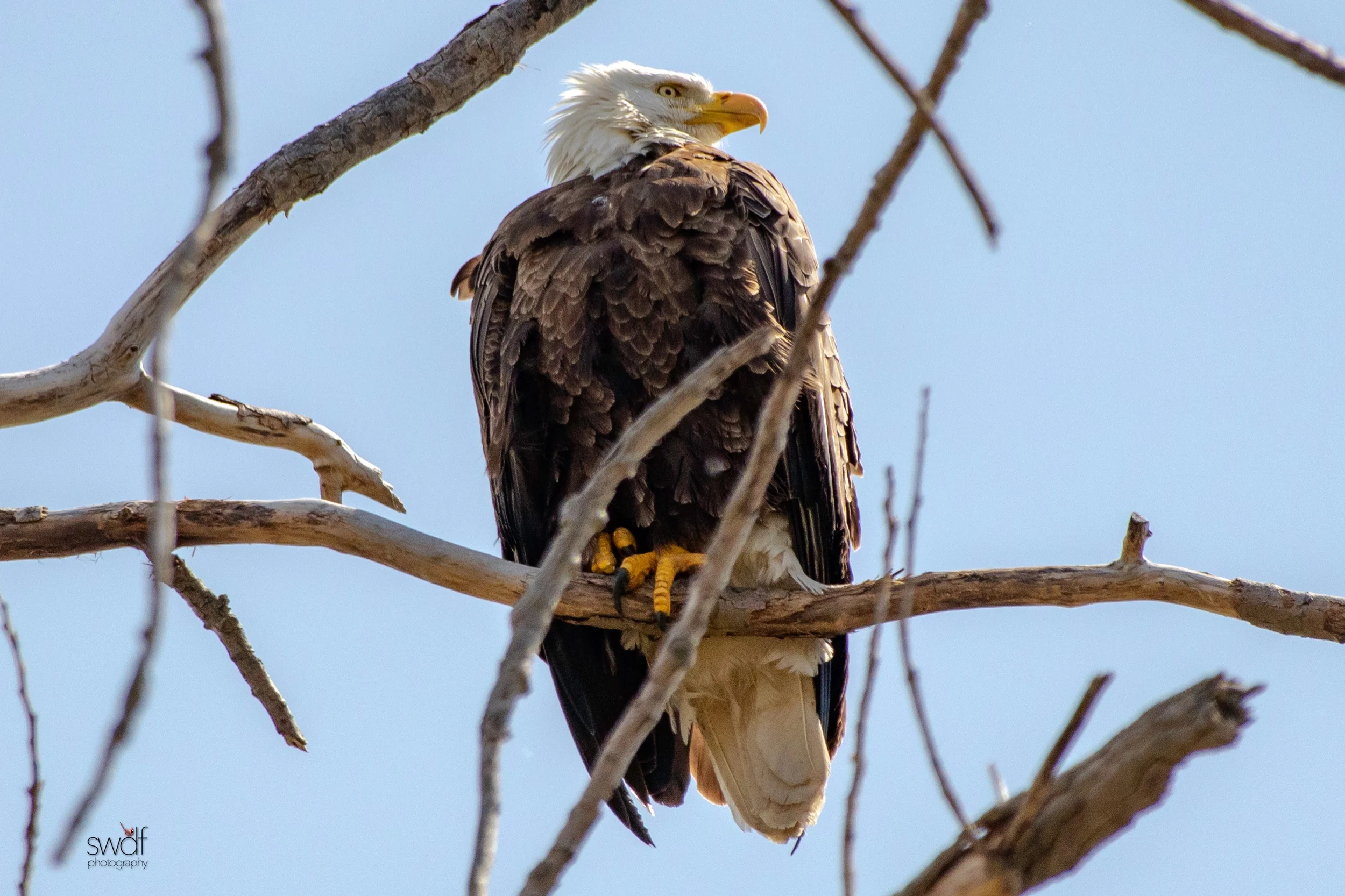 Bald Eagle3 - Magee Marsh.jpeg