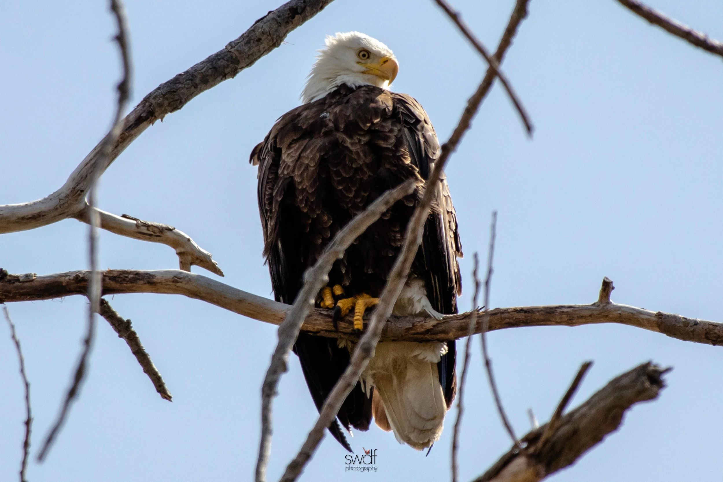 Bald Eagle4 - Magee Marsh.jpeg