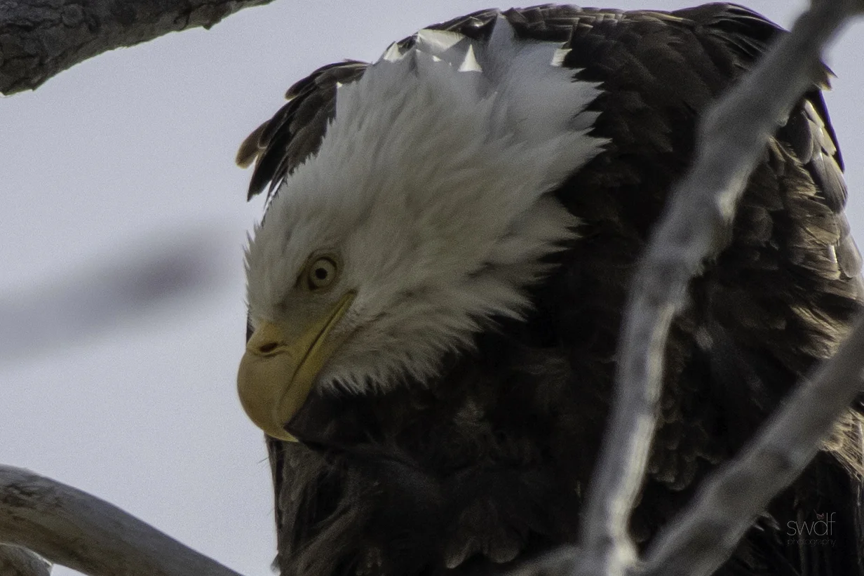 Bald Eagle5 - Magee Marsh.jpeg