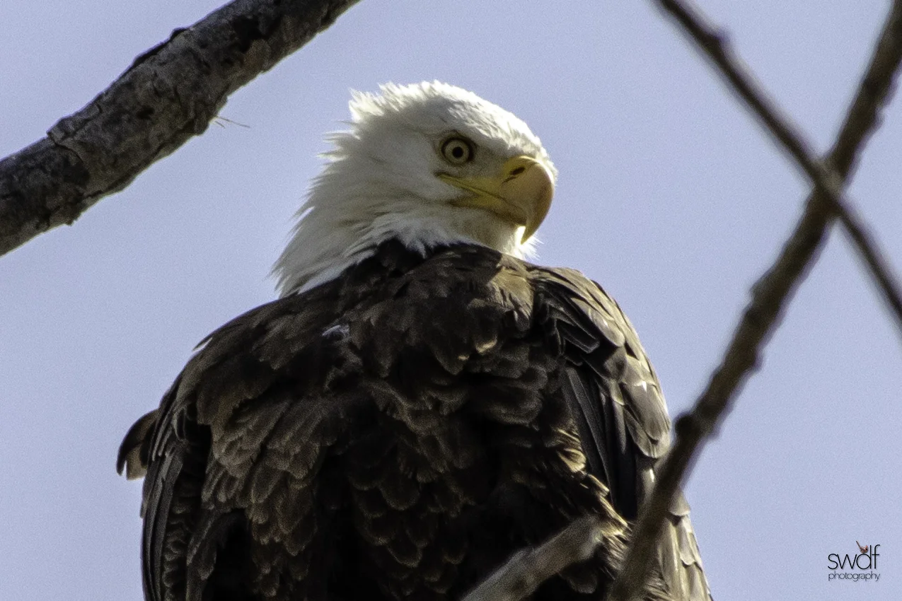 Bald Eagle6 - Magee Marsh.jpeg