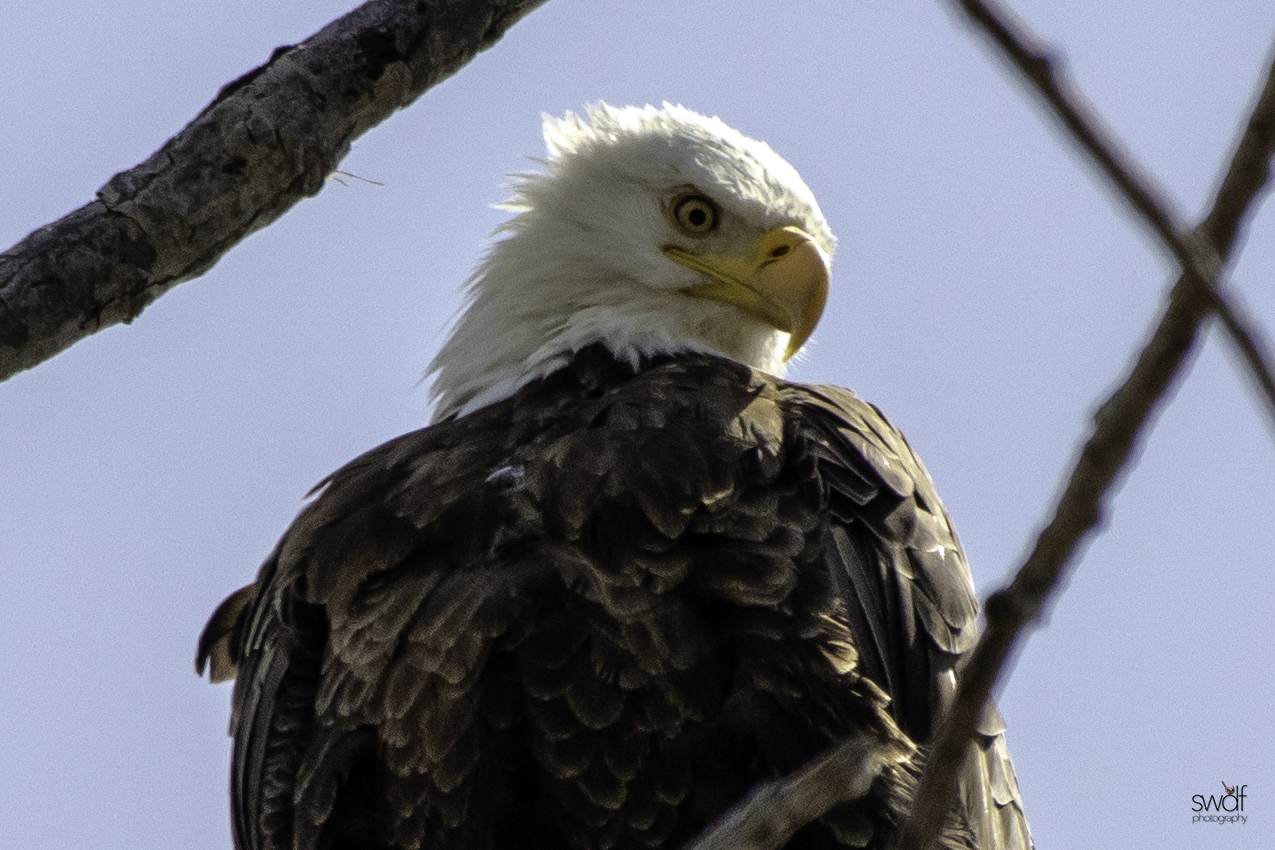 Bald Eagle8 - Magee Marsh.jpeg