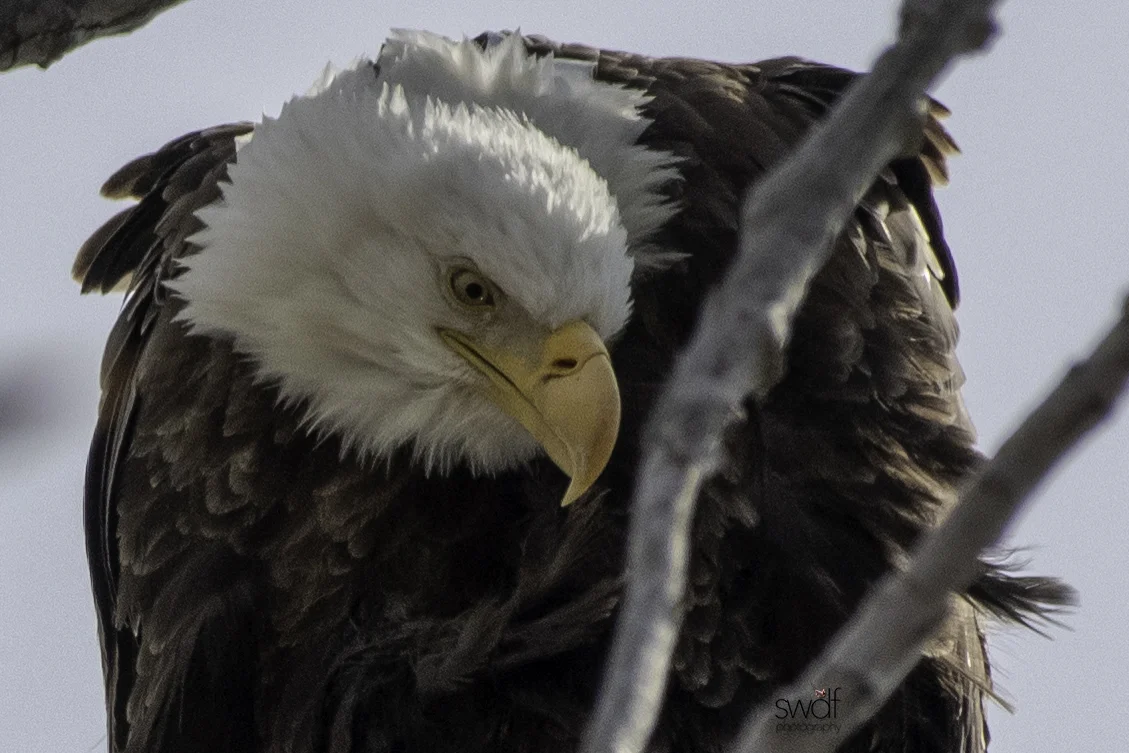 Bald Eagle9 - Magee Marsh.jpeg