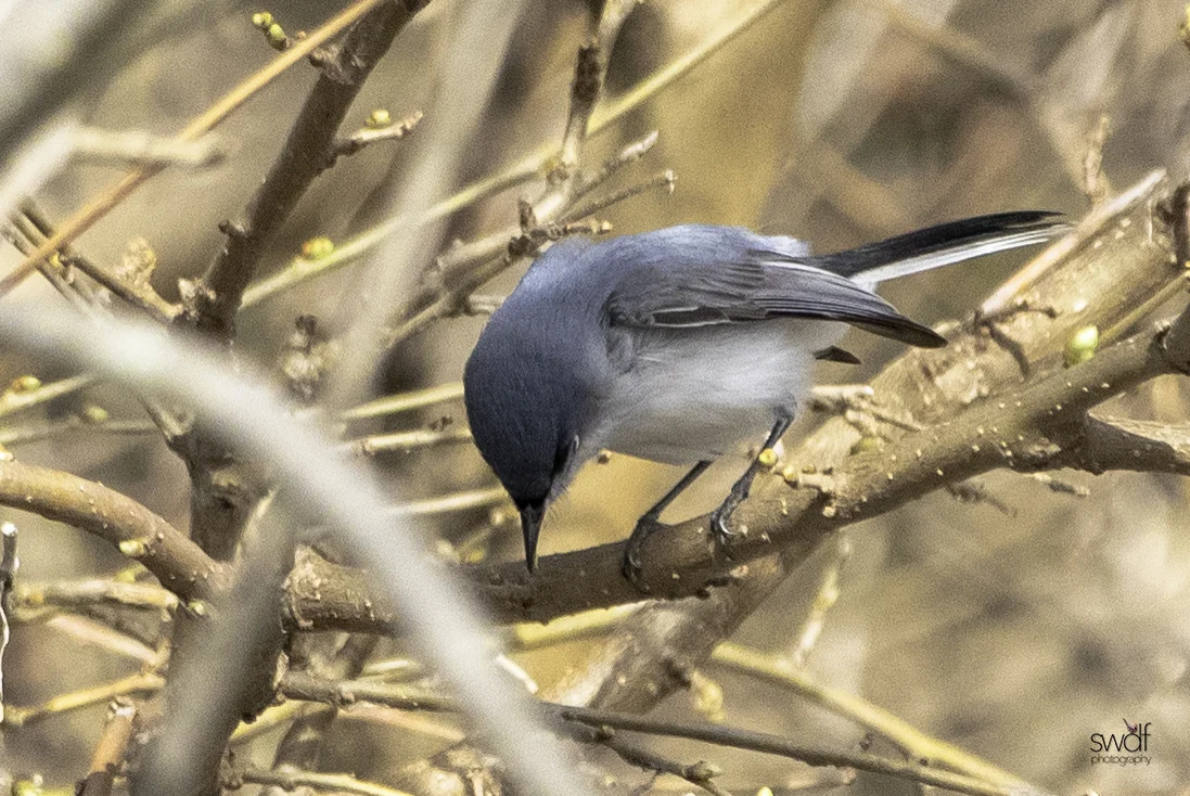 Blue-gray Gnatcatcher - Magee Marsh.jpeg