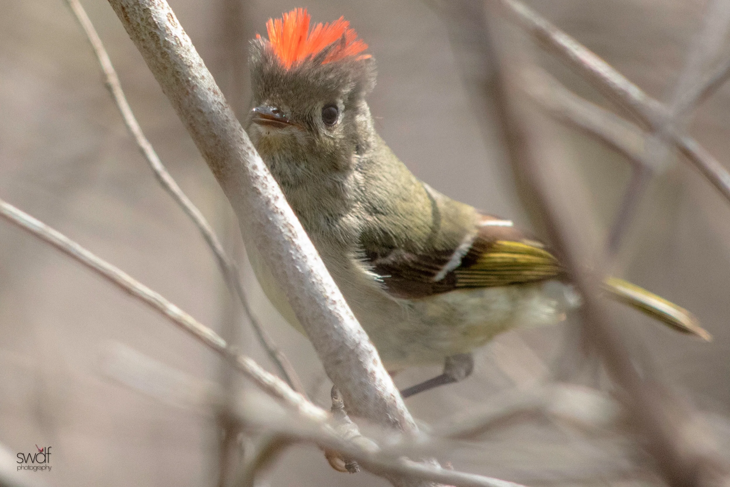 Ruby Crowned Kinglet - Magee Marsh.jpeg