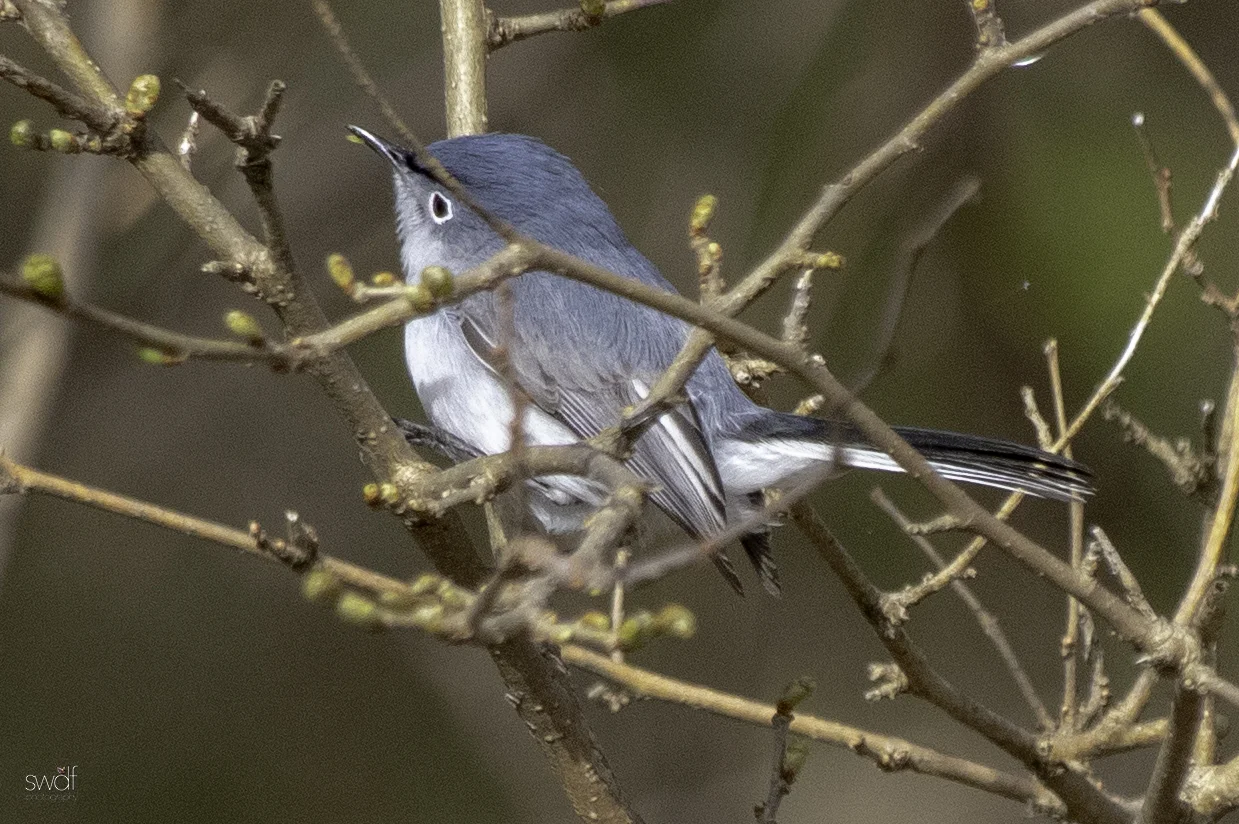 Blue-gray Gnatcatcher2 - Magee Marsh.jpeg