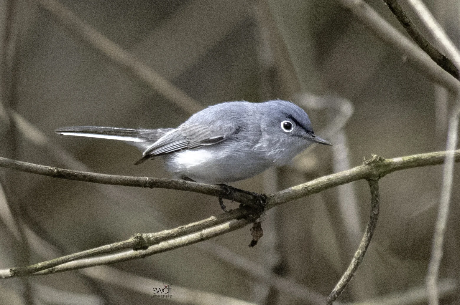 Blue-gray Gnatcatcher3 - Magee Marsh.jpeg
