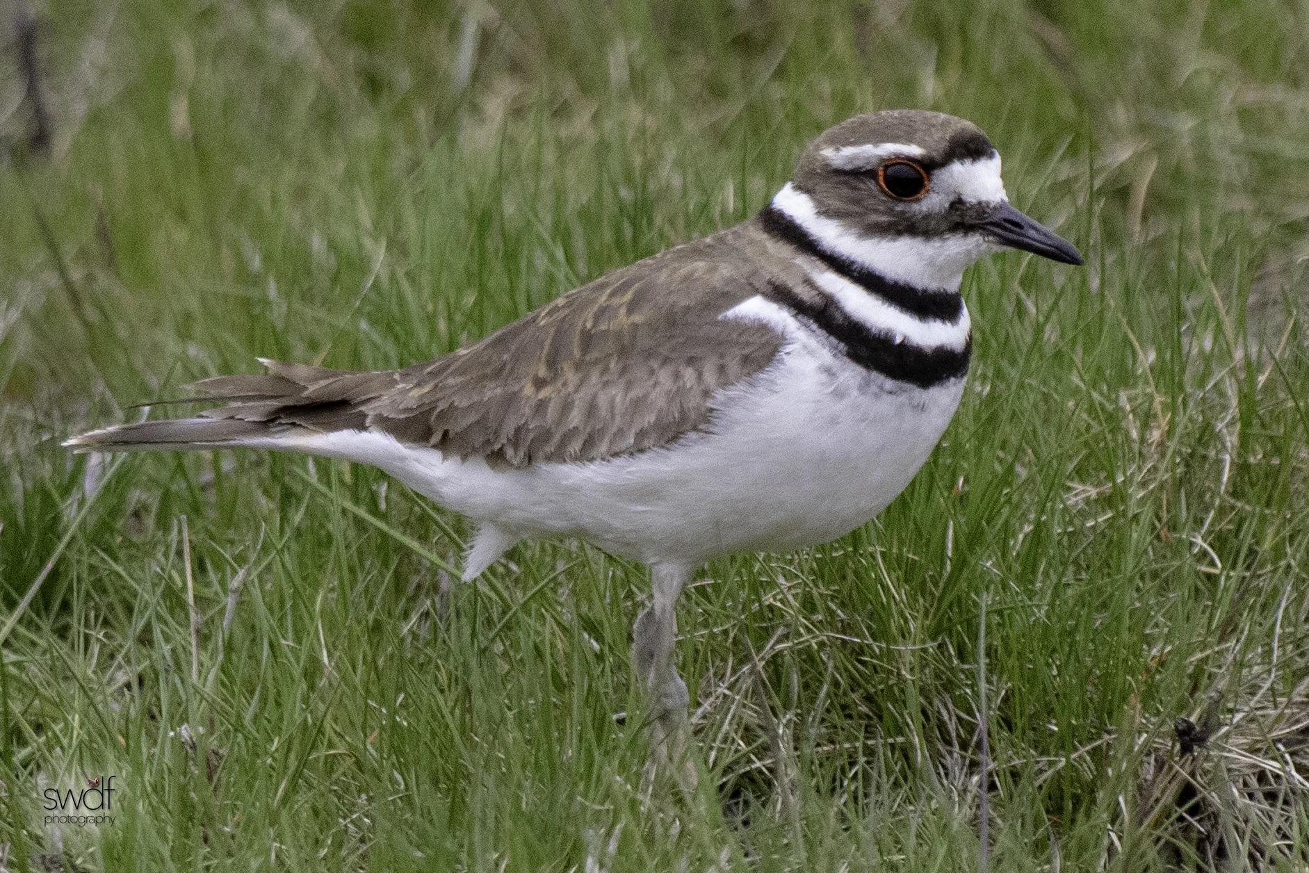 Killdeer6 - Howard Marsh.jpeg