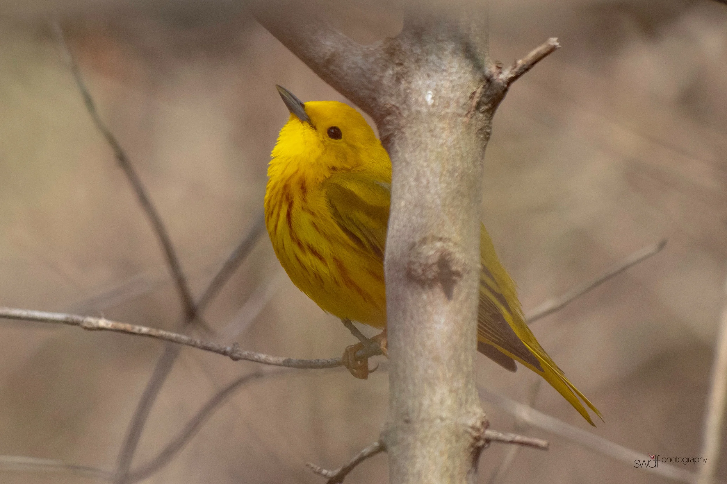 Yellow Warbler2 - Magee Marsh.jpeg