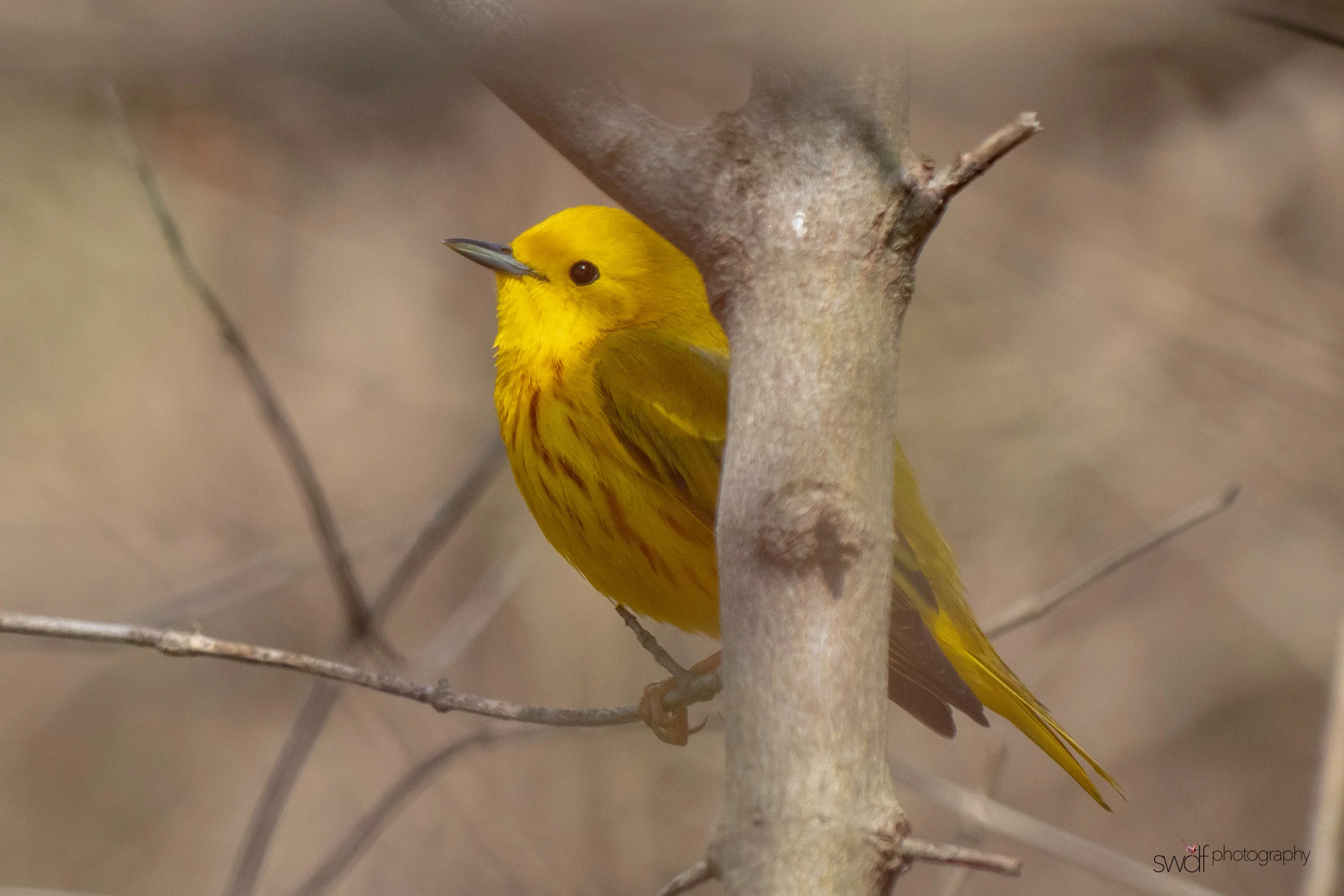 Yellow Warbler3 - Magee Marsh.jpeg