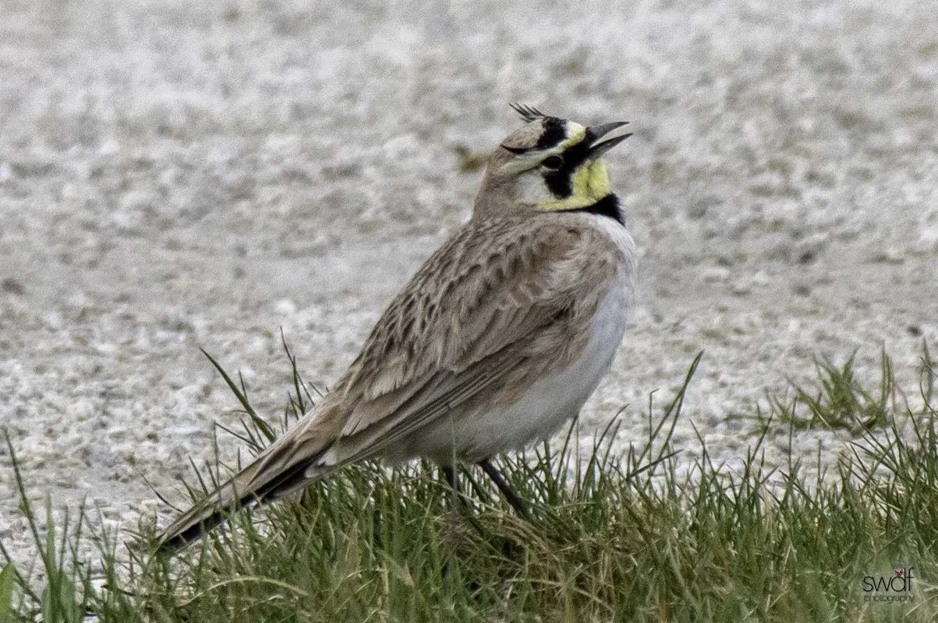 Horned Lark4 - Howard Marsh.jpeg